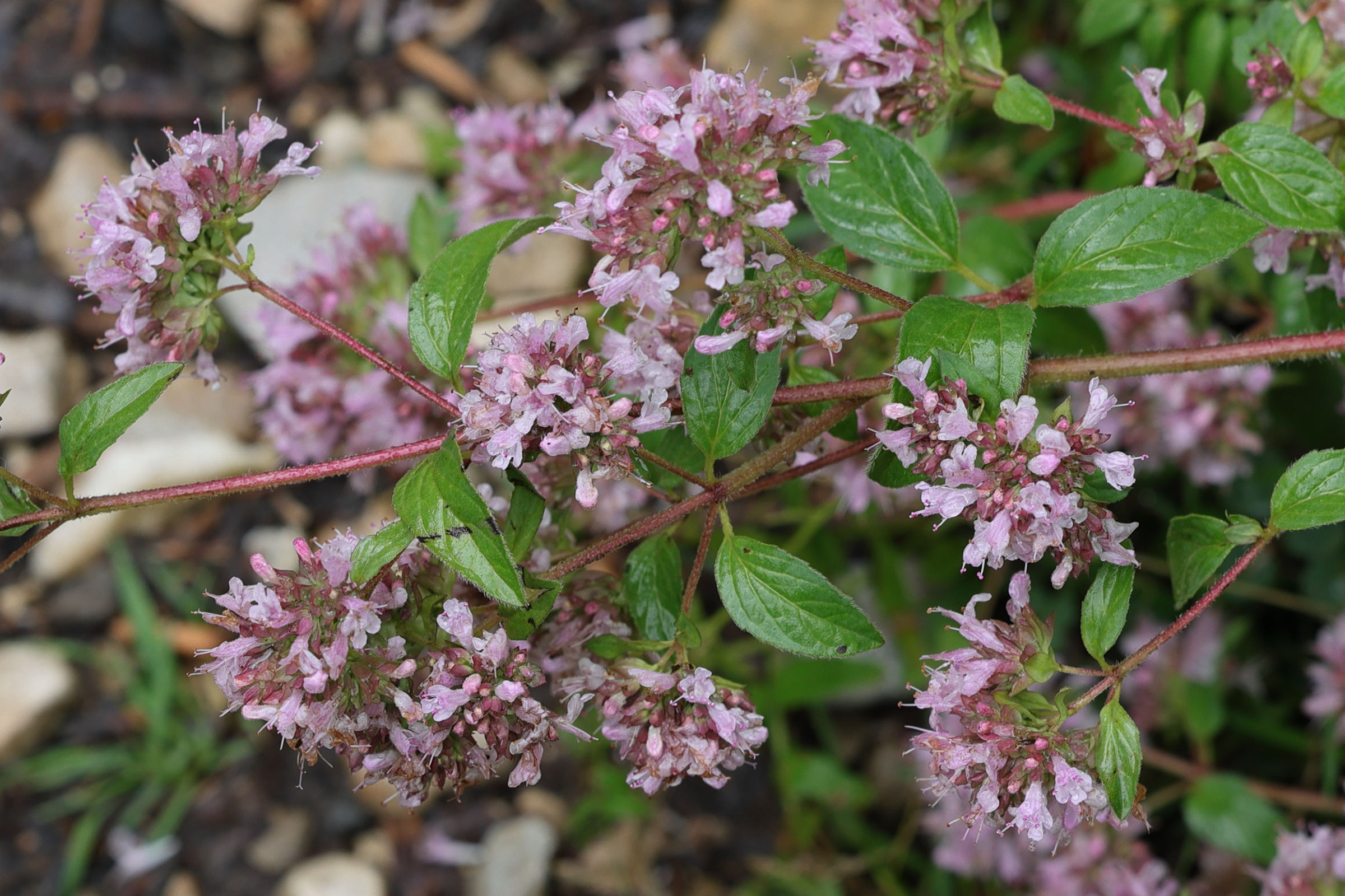 origanum_vulgare7md