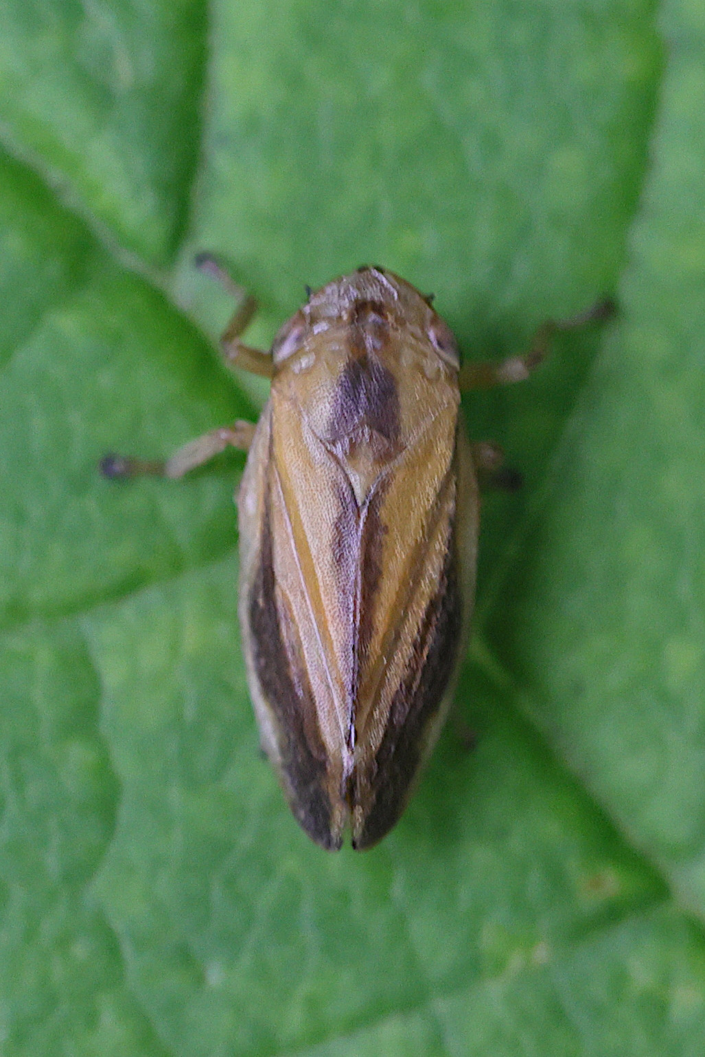 philaenus_spumarius10md