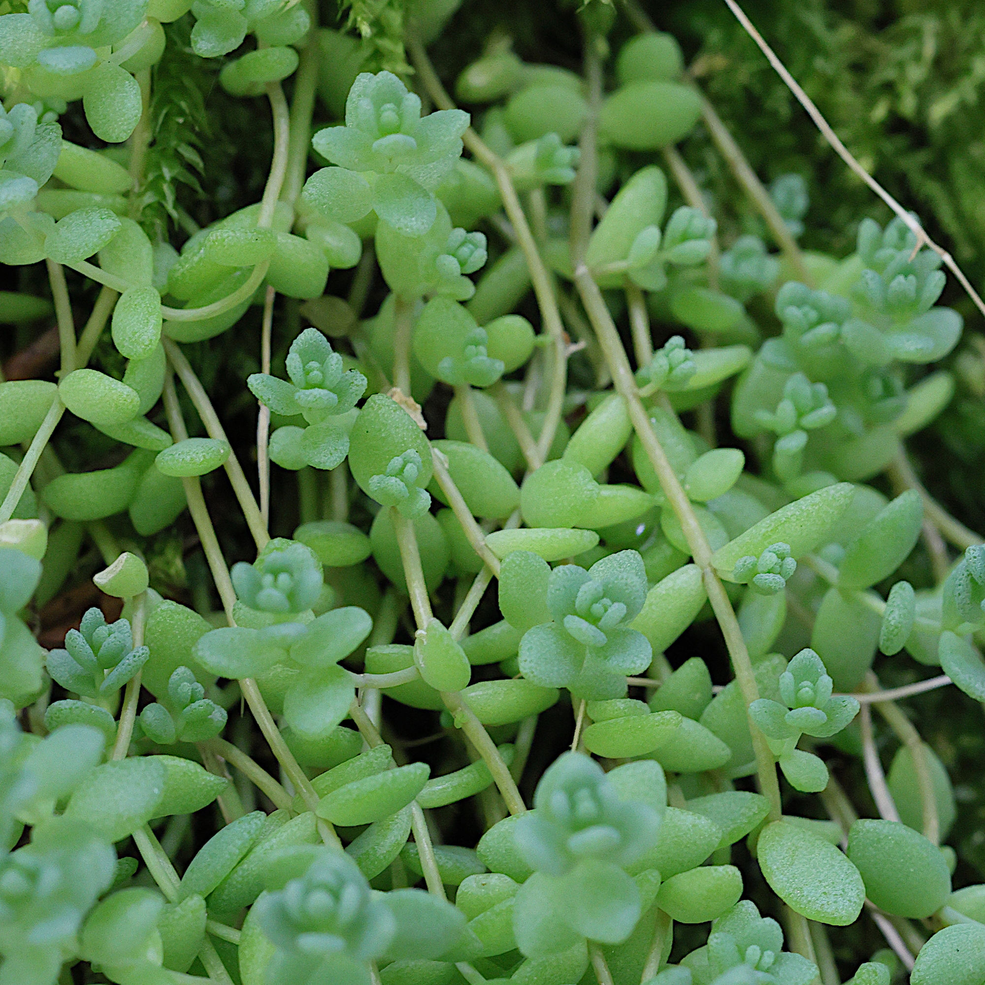 sedum_dasyphyllum3md