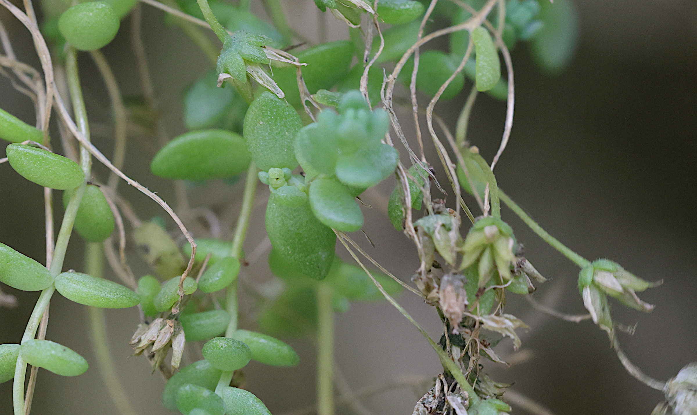 sedum_dasyphyllum4md