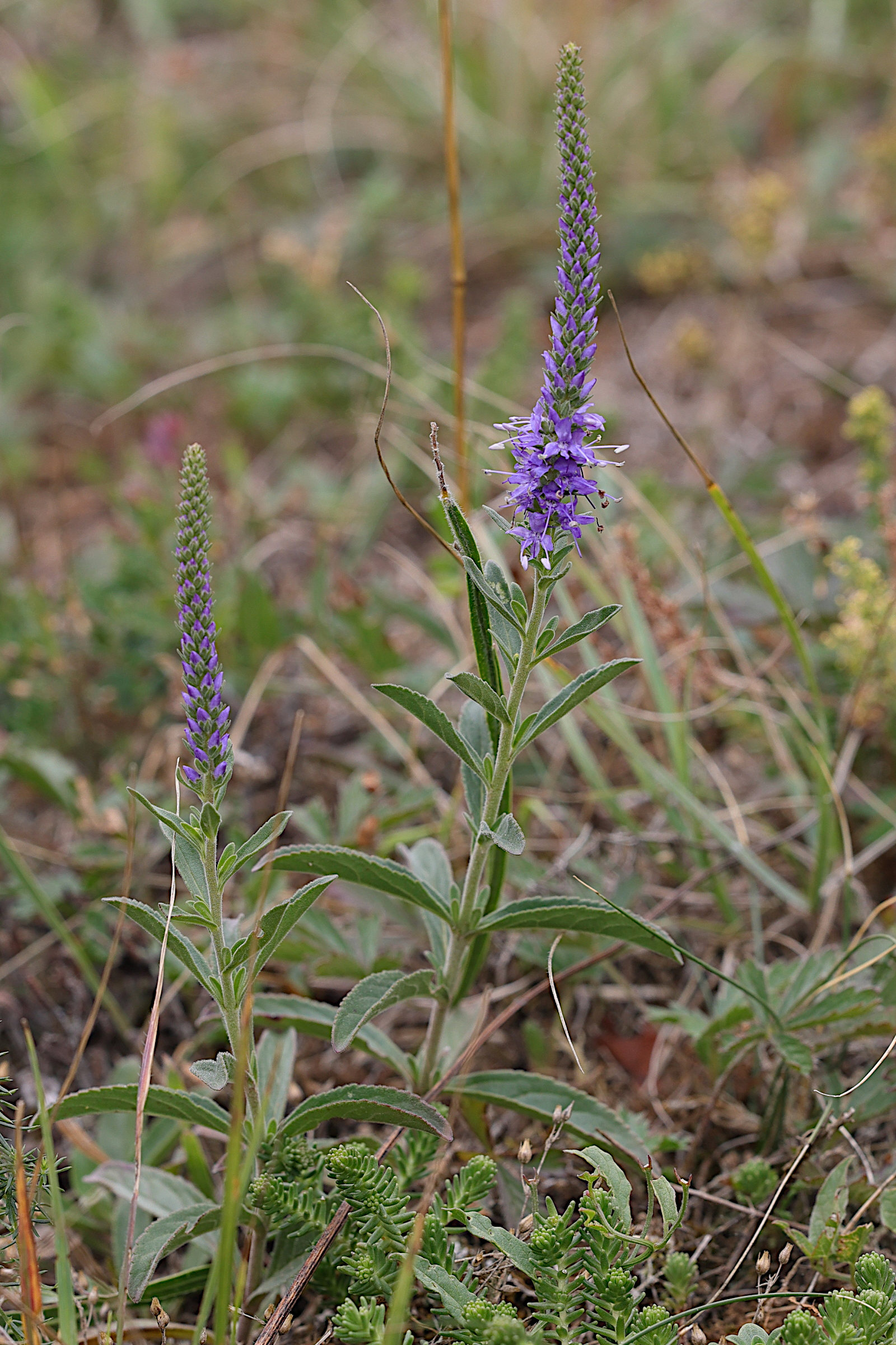veronica_spicata2md