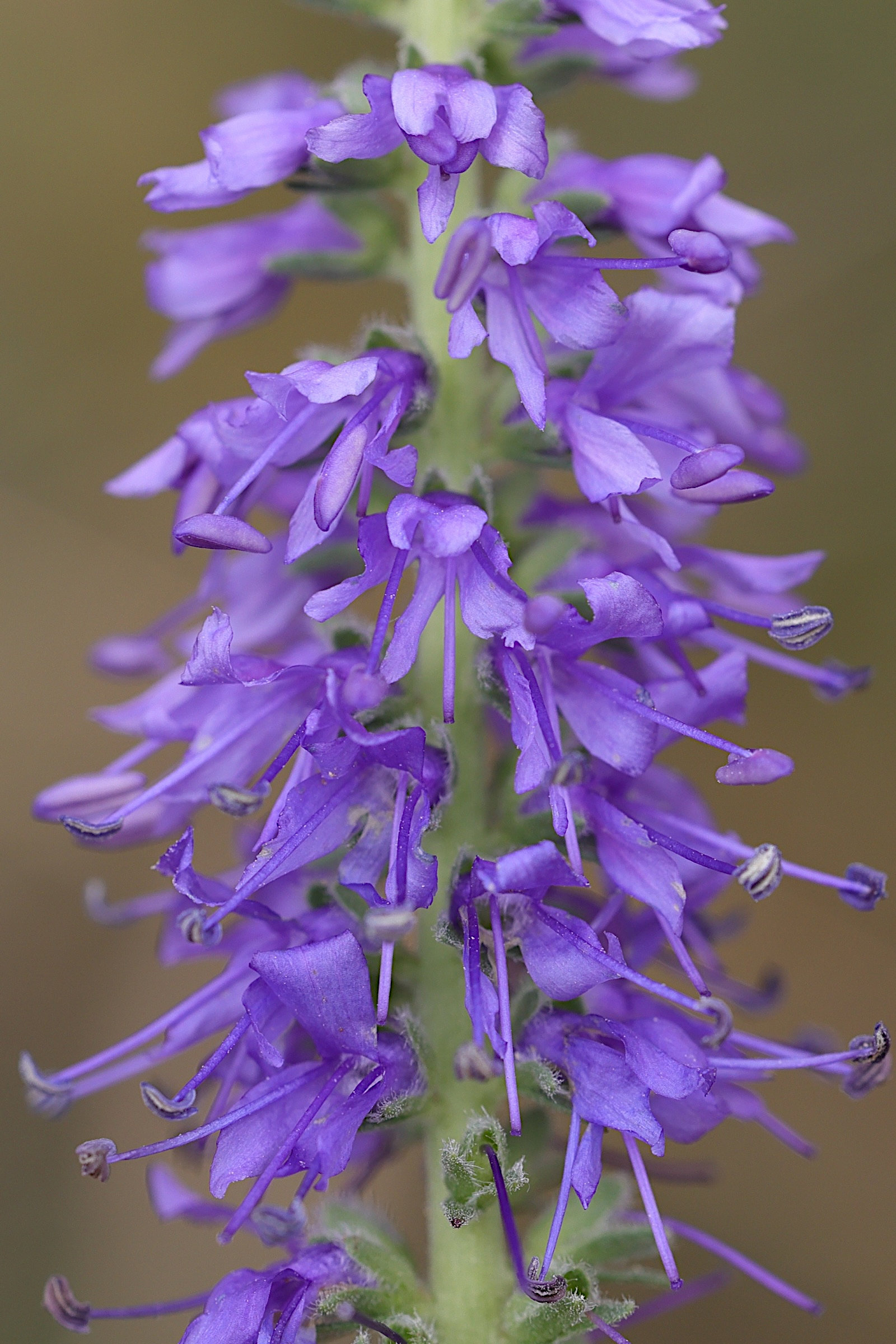 veronica_spicata8md