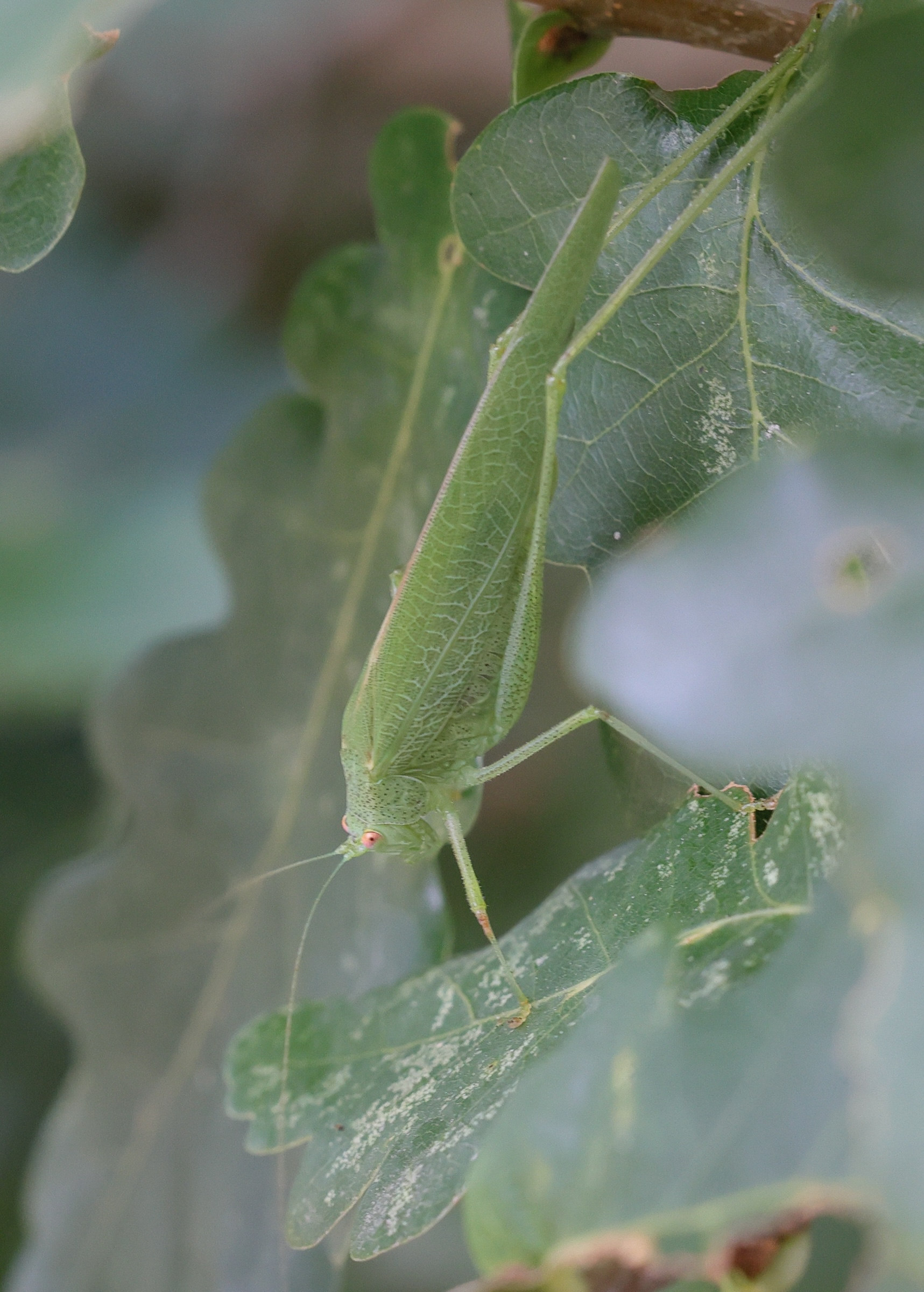 Afficher le média phaneroptera_nana1md phaneroptera_nana1md