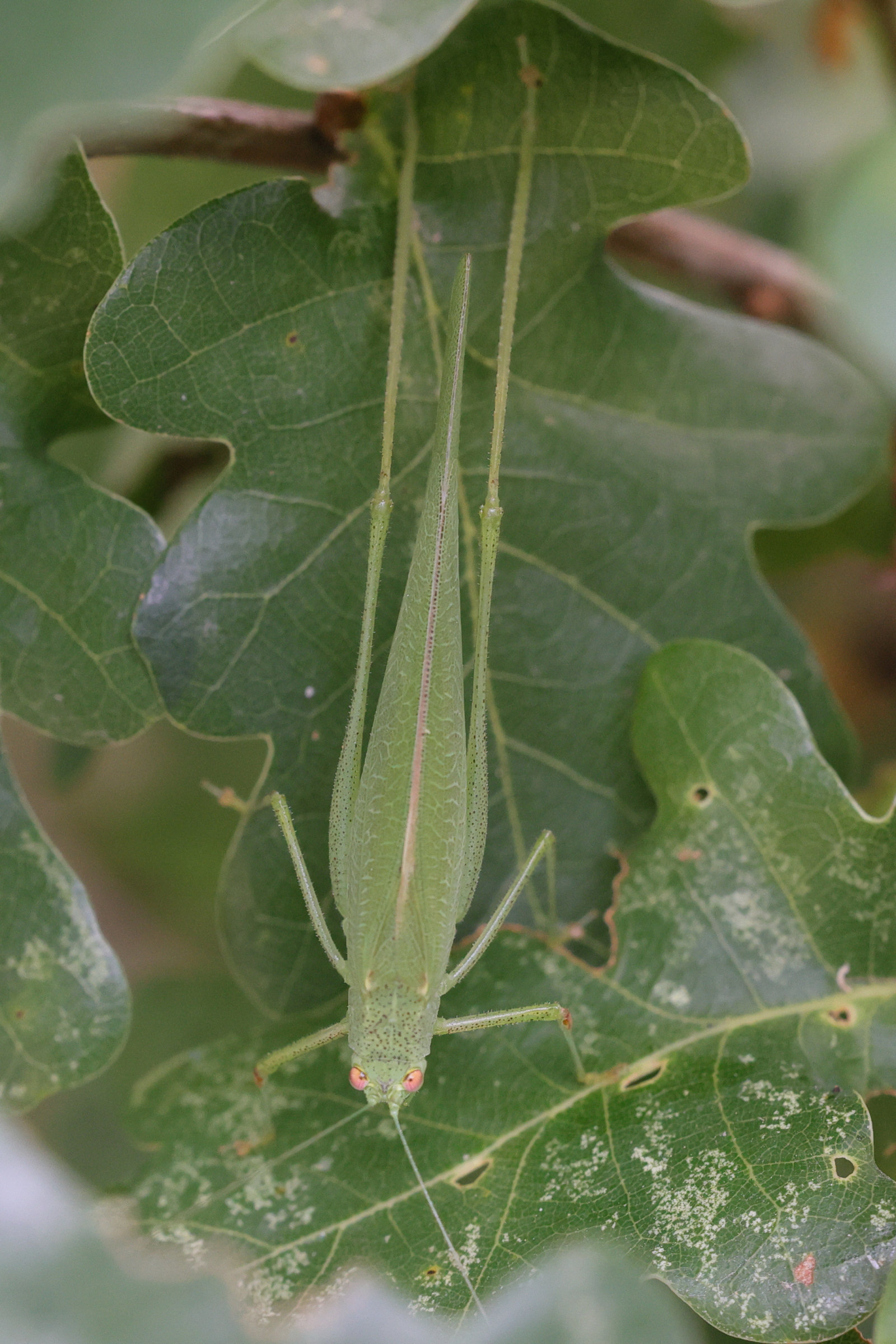 Afficher le média phaneroptera_nana2md phaneroptera_nana2md