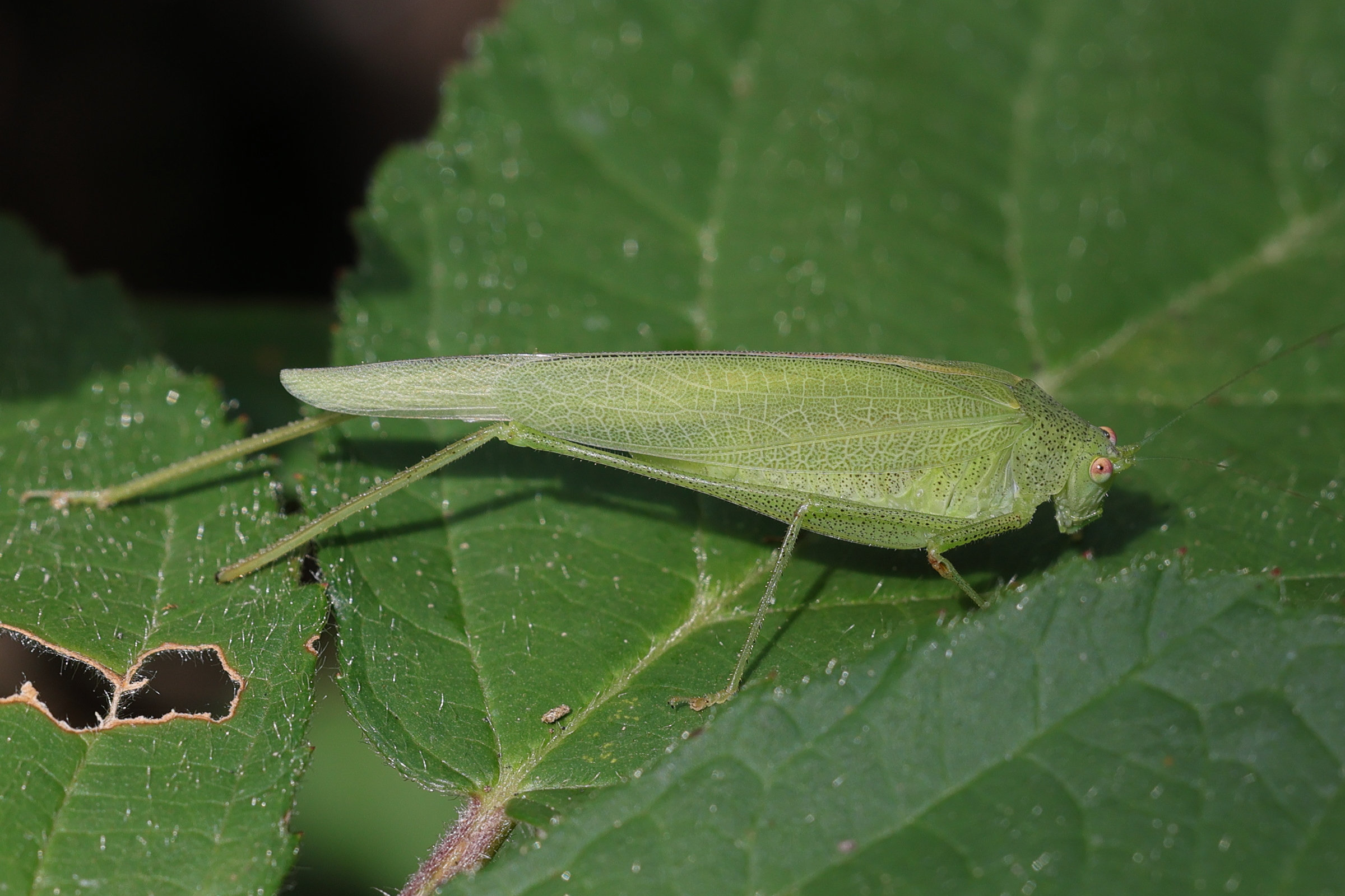 Afficher le média phaneroptera_nana3md phaneroptera_nana3md