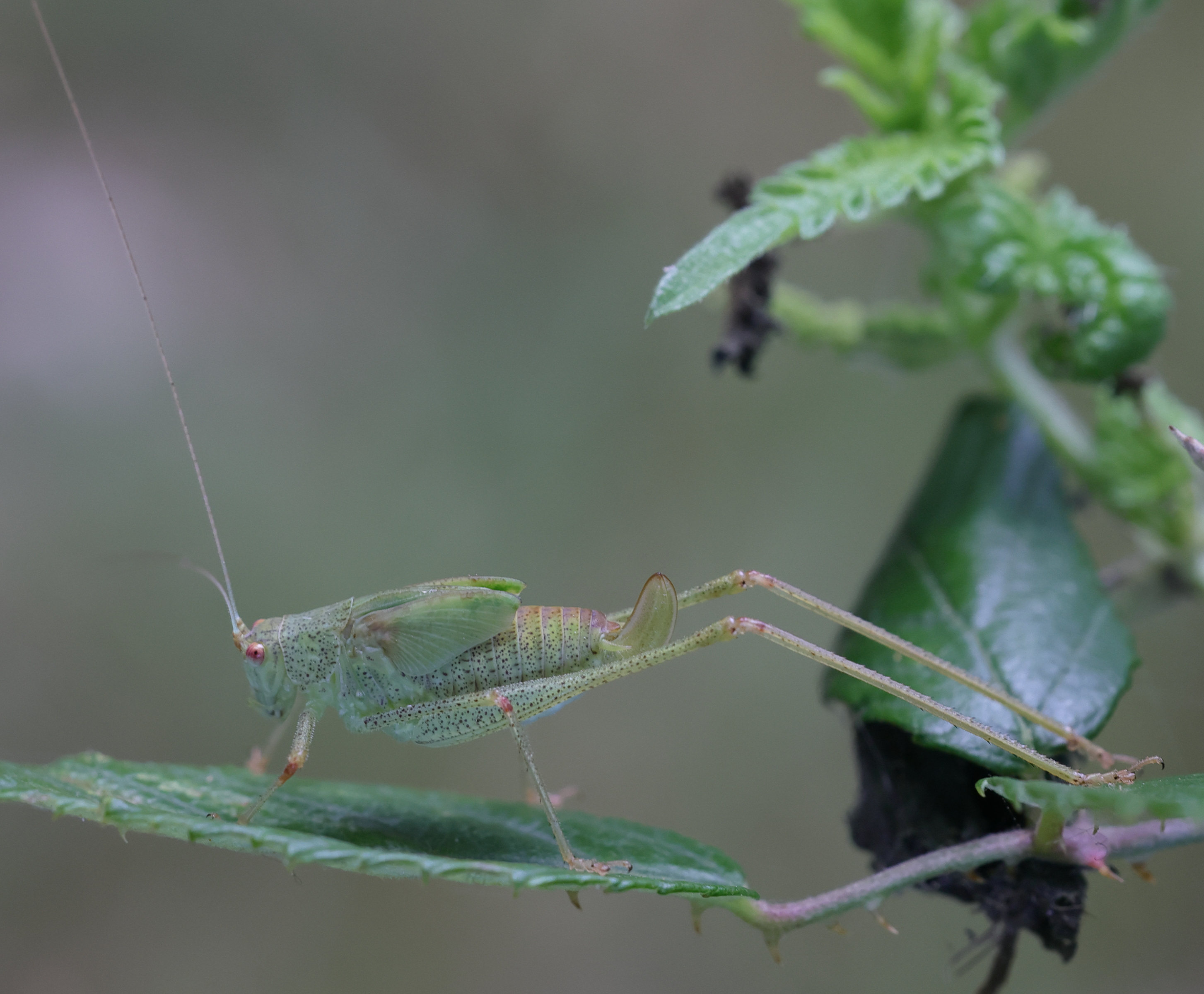 Afficher le média phaneroptera_nana_juv1md phaneroptera_nana_juv1md