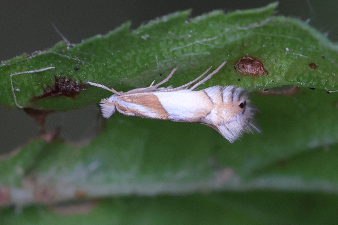 phyllonorycter_roboris1md