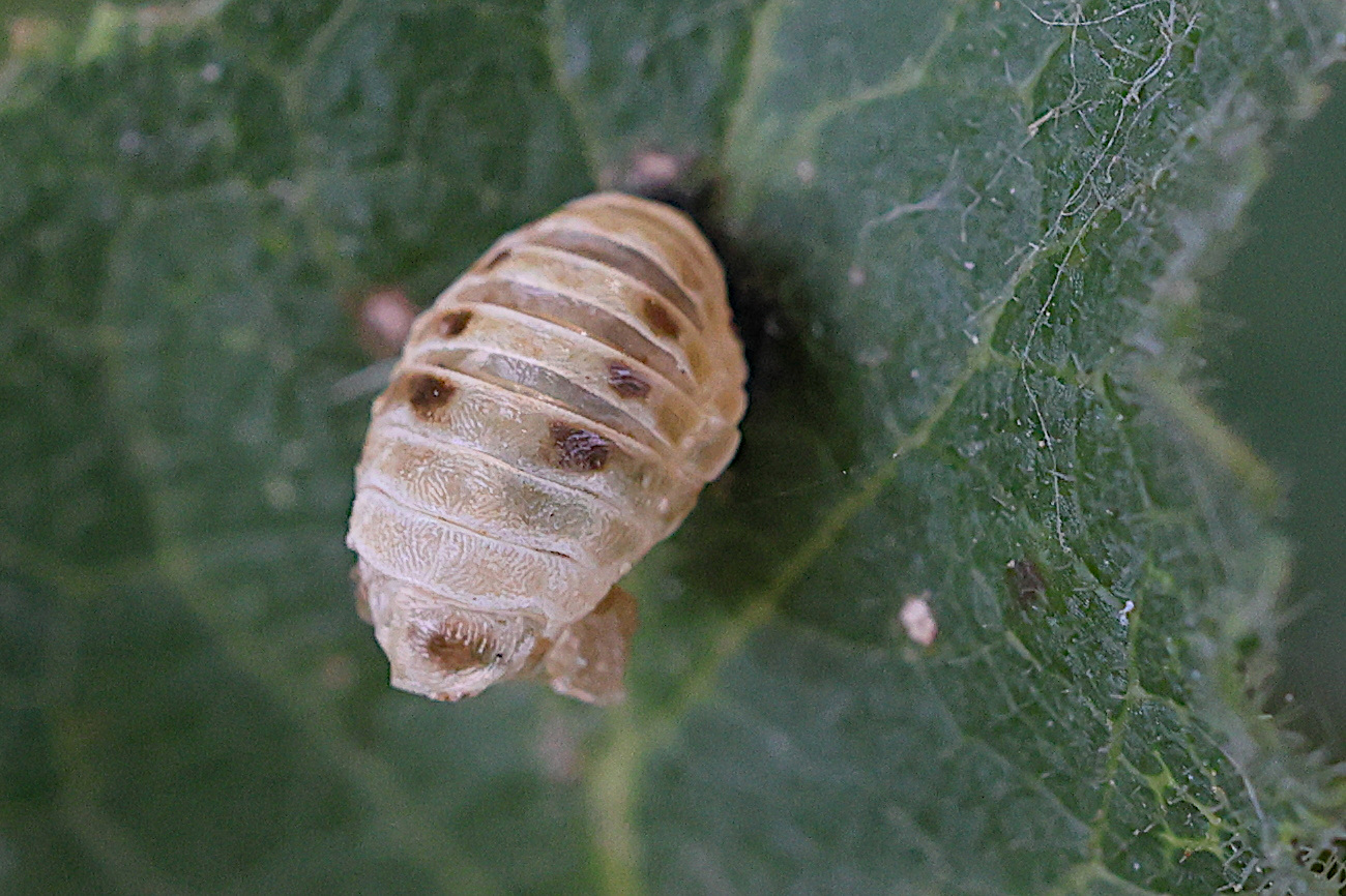 aphidecta_obliterata_nymphe1md