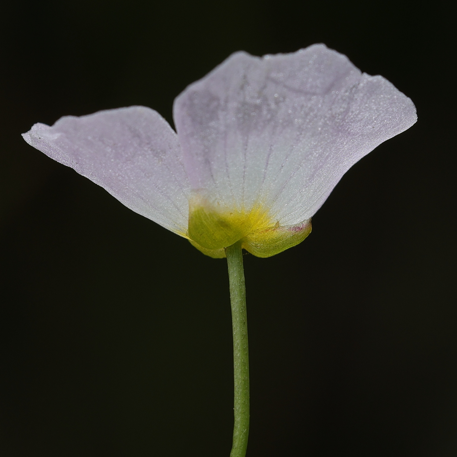 baldellia_ranunculoides7md