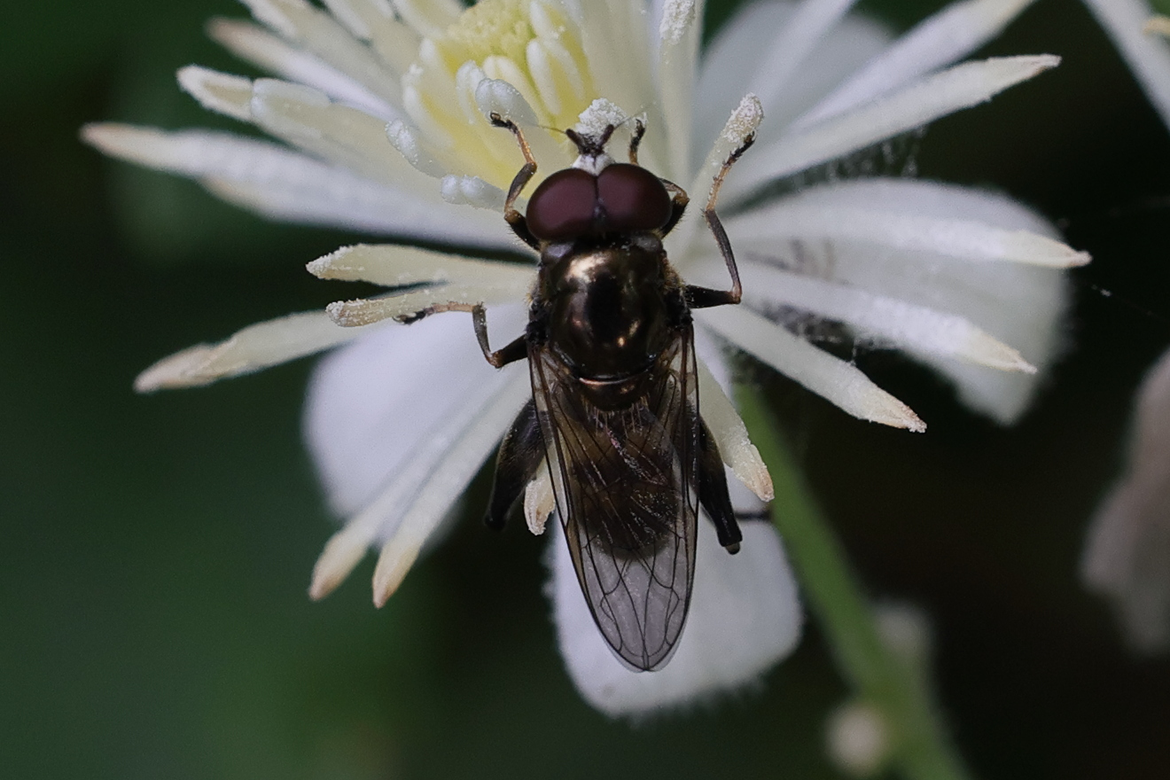 chalcosyrphus_nemorum1md