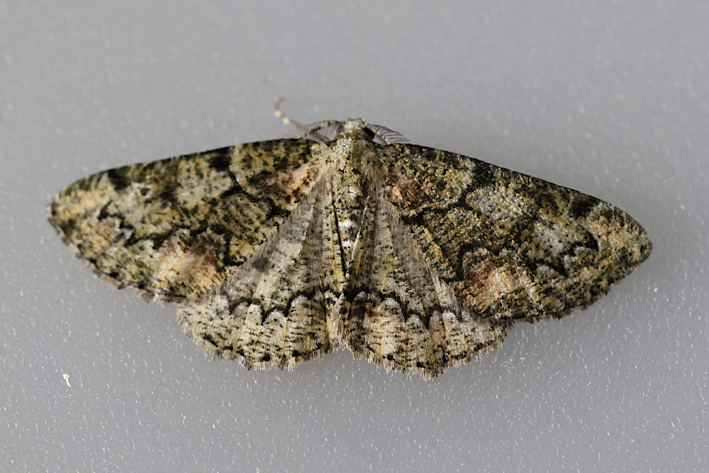 cleorodes_lichenaria1md