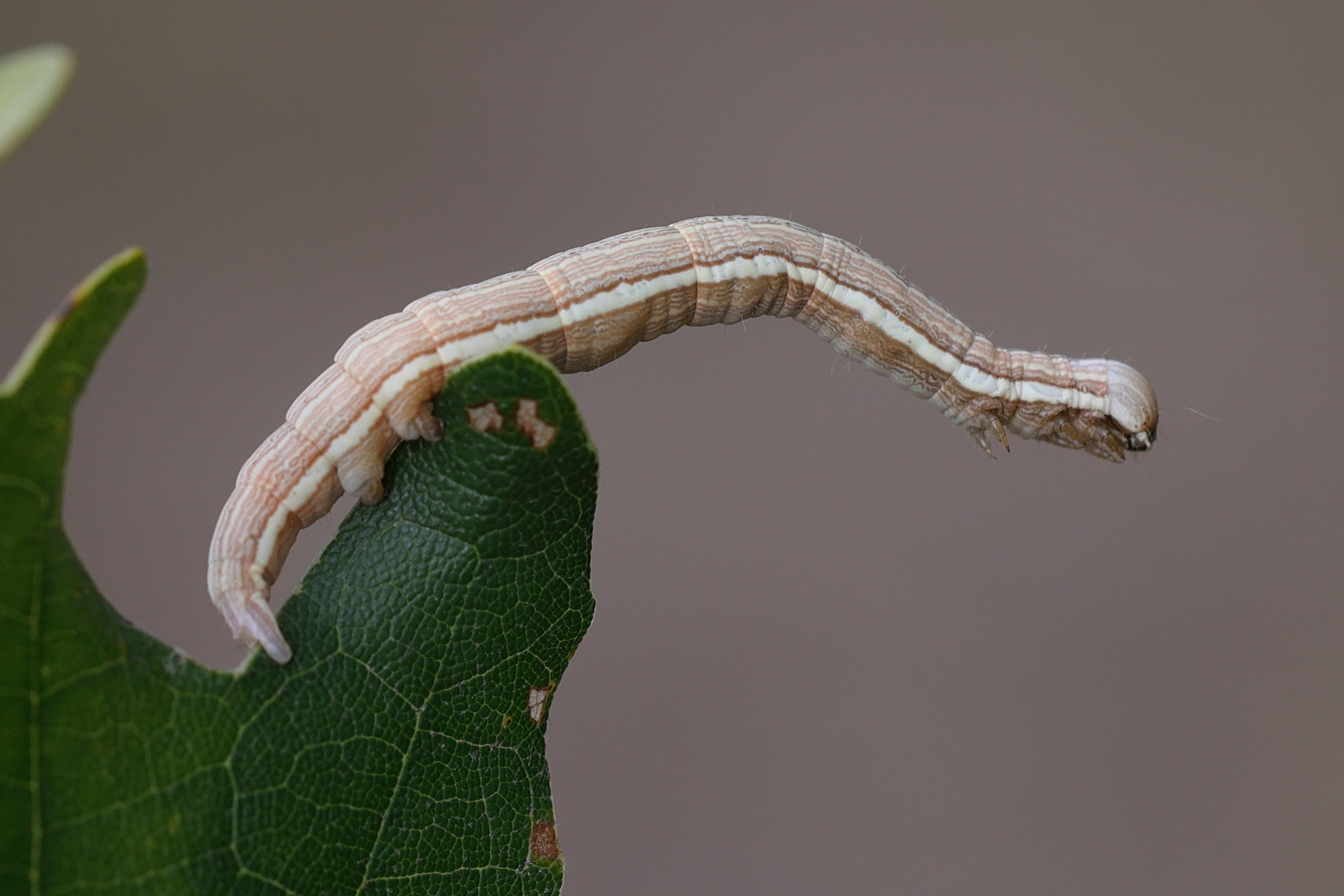 euclidia_glyphica_ch1md