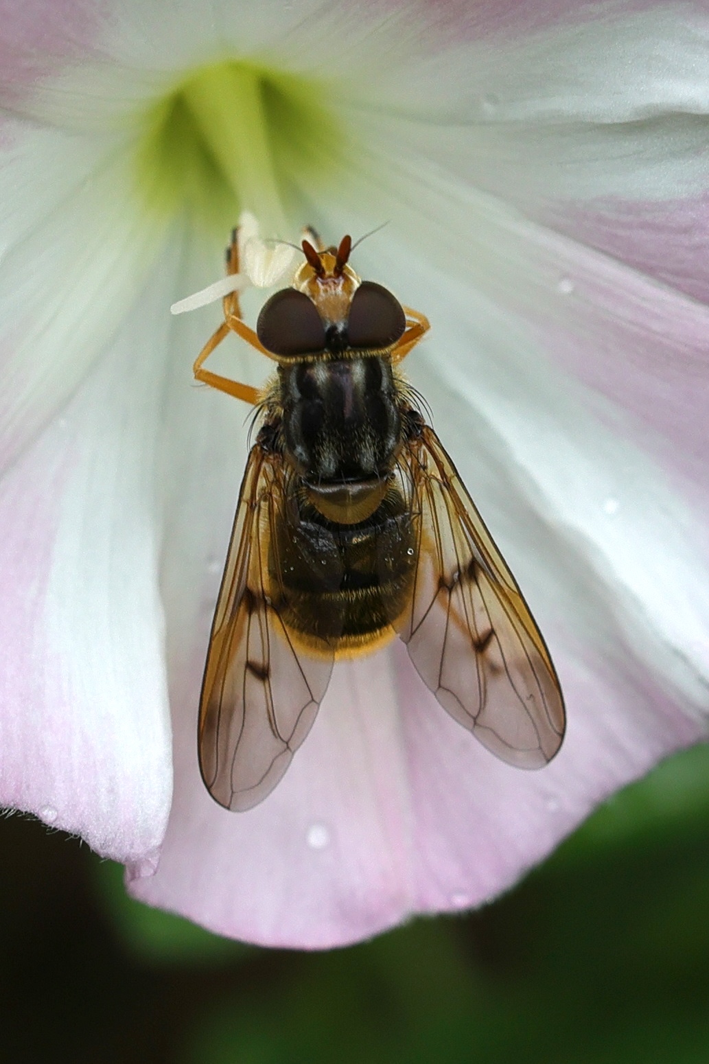 ferdinandea_cuprea2md