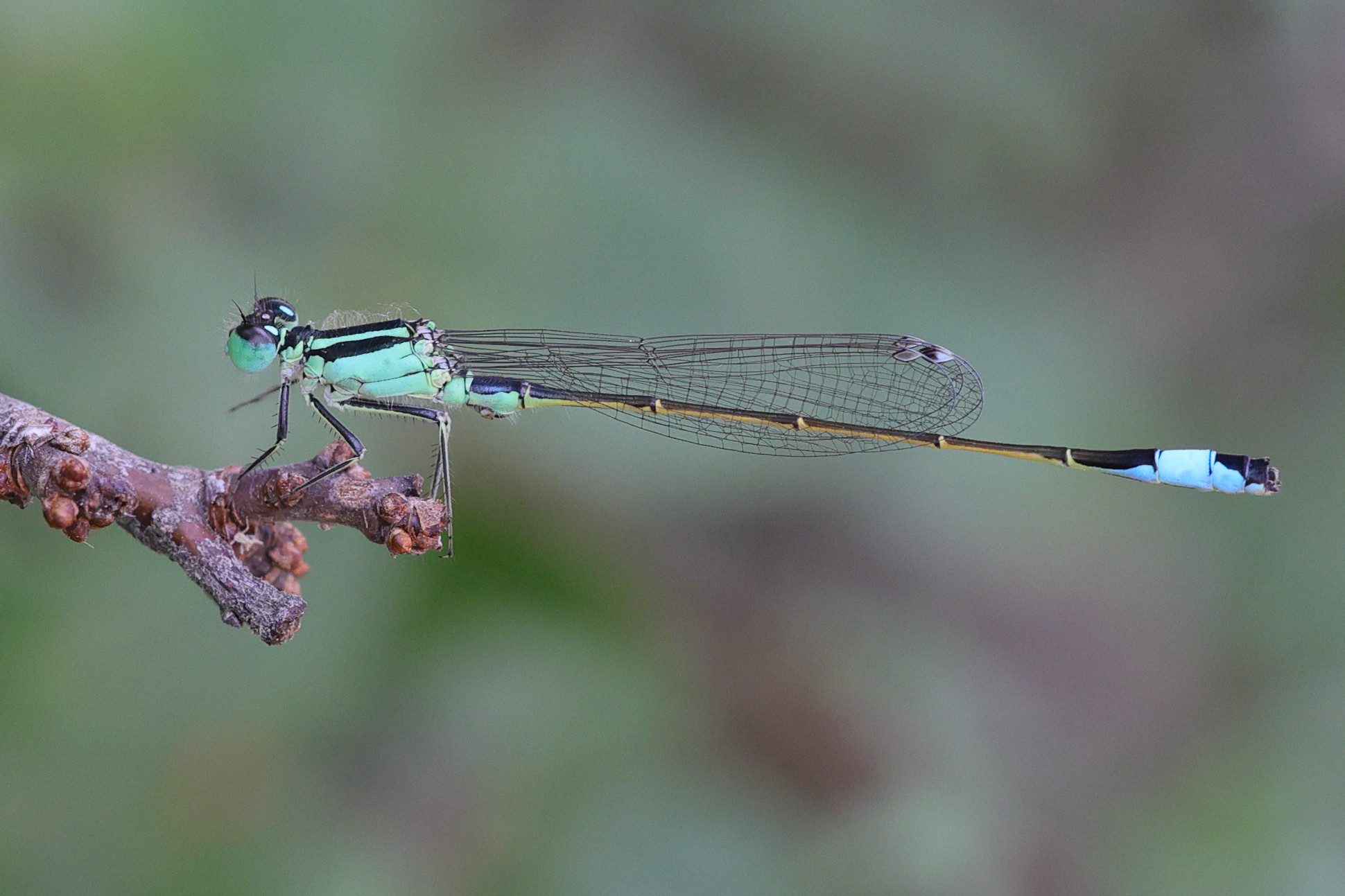 ischnura_elegans12md