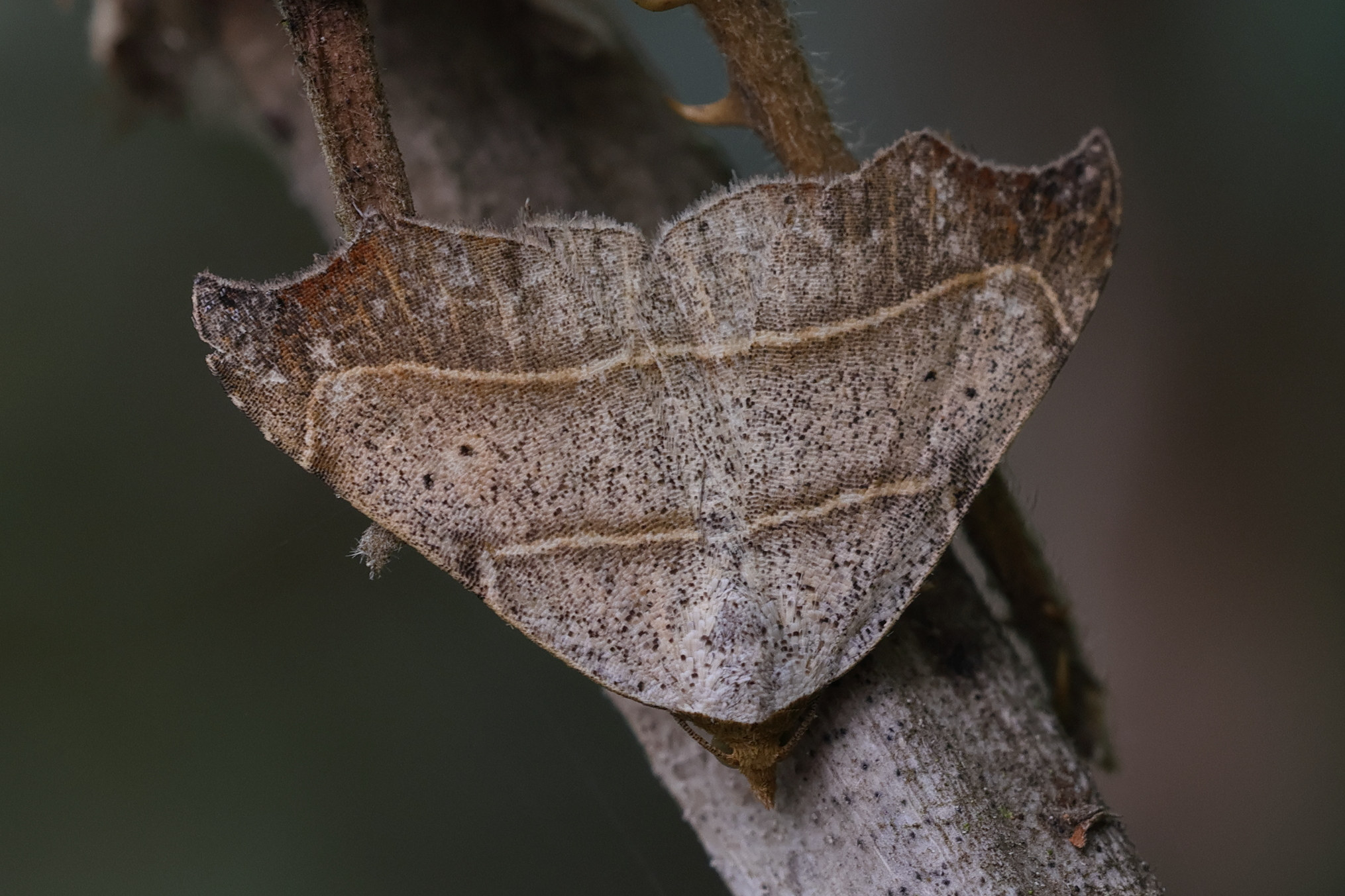 laspeyria_flexula2mdjpg