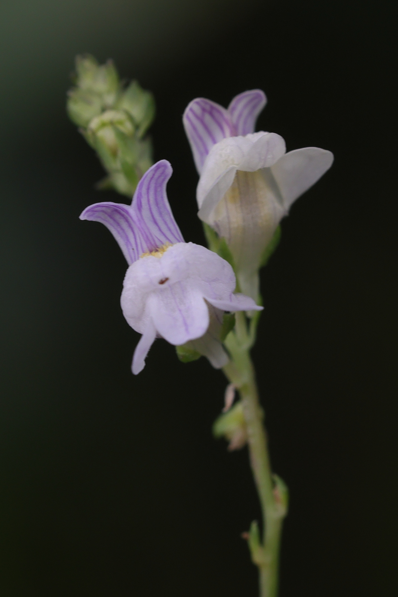linaria_repens7md