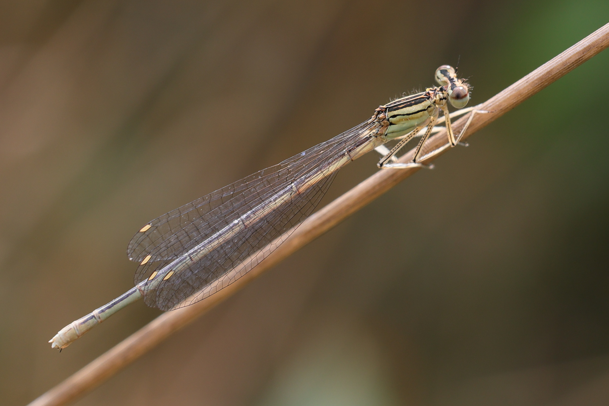 platycnemis_pennipes4amd