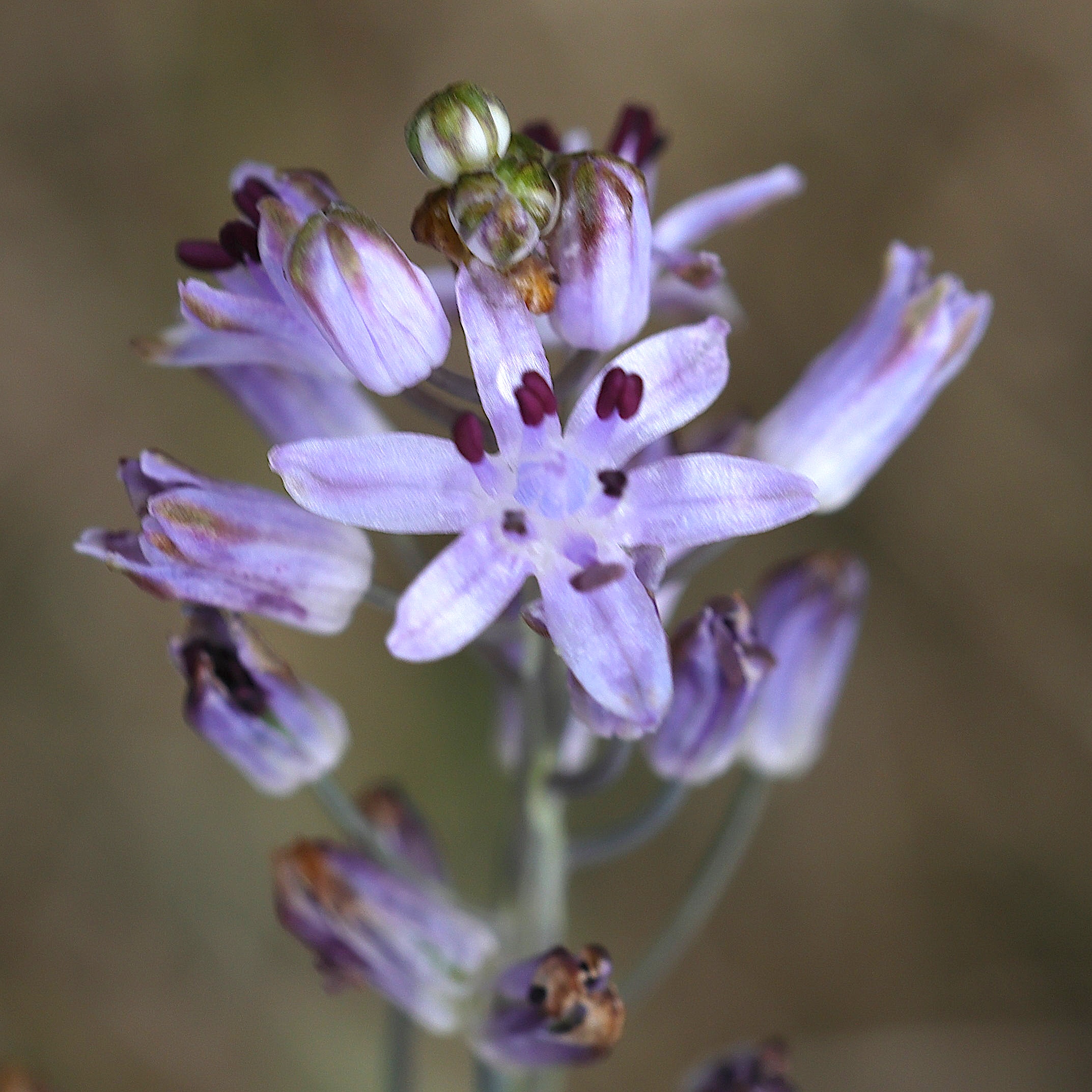 Afficher le média prospero_autumnale2amd prospero_autumnale2amd