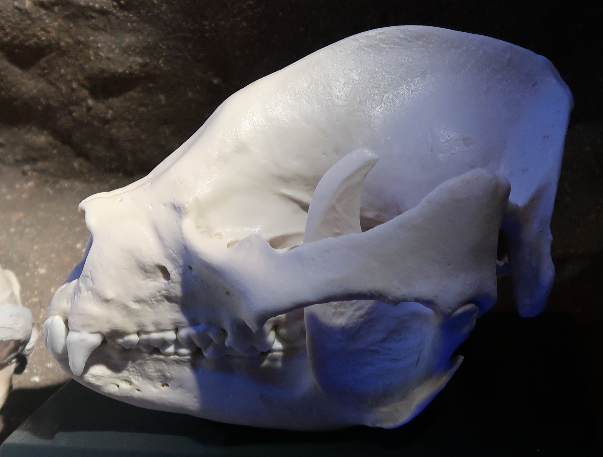 ailuropoda_melanoleuca_crane1md