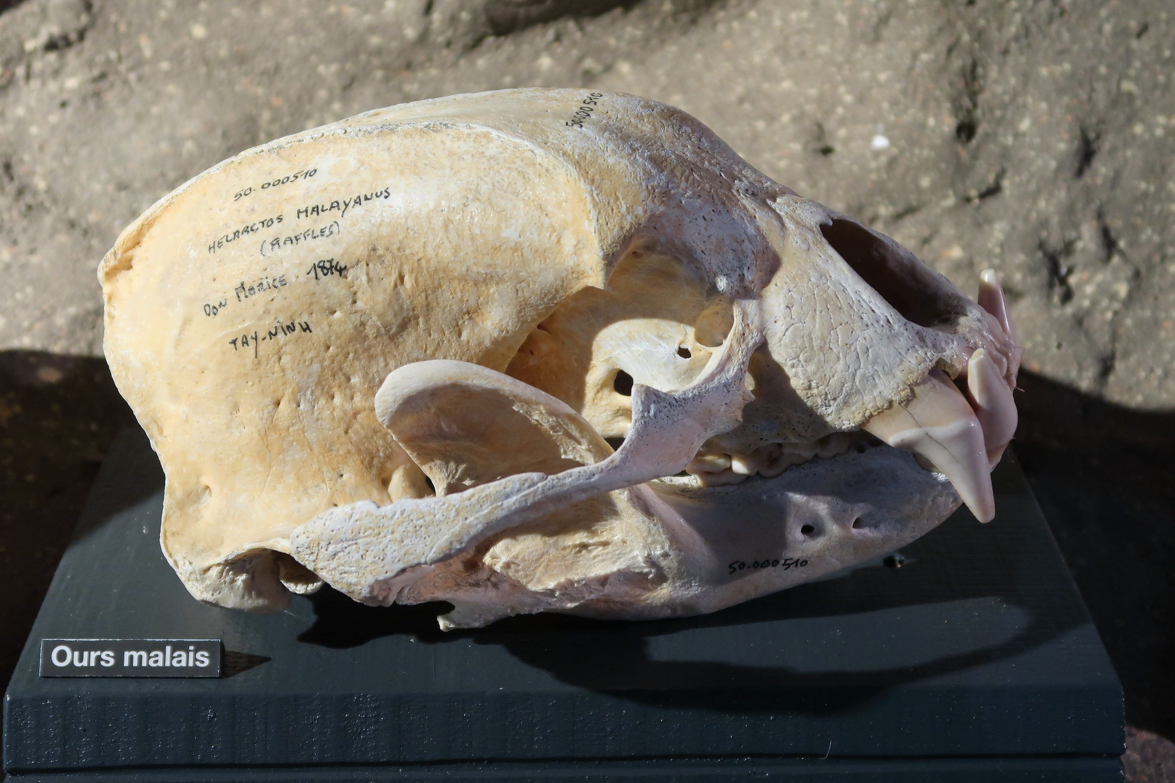 helarctos_malayanus_crane1md