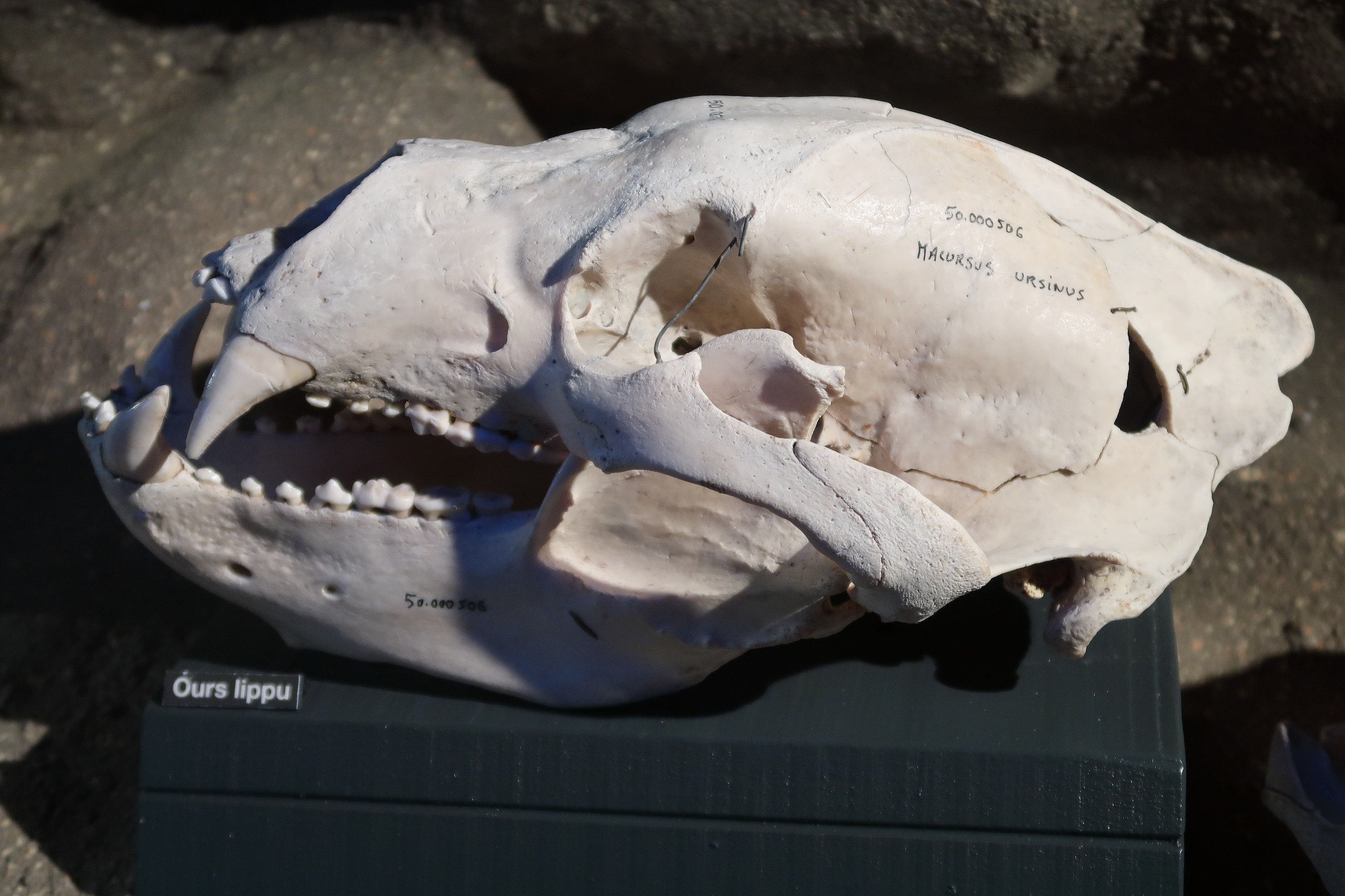 melursus_ursinus_crane1md