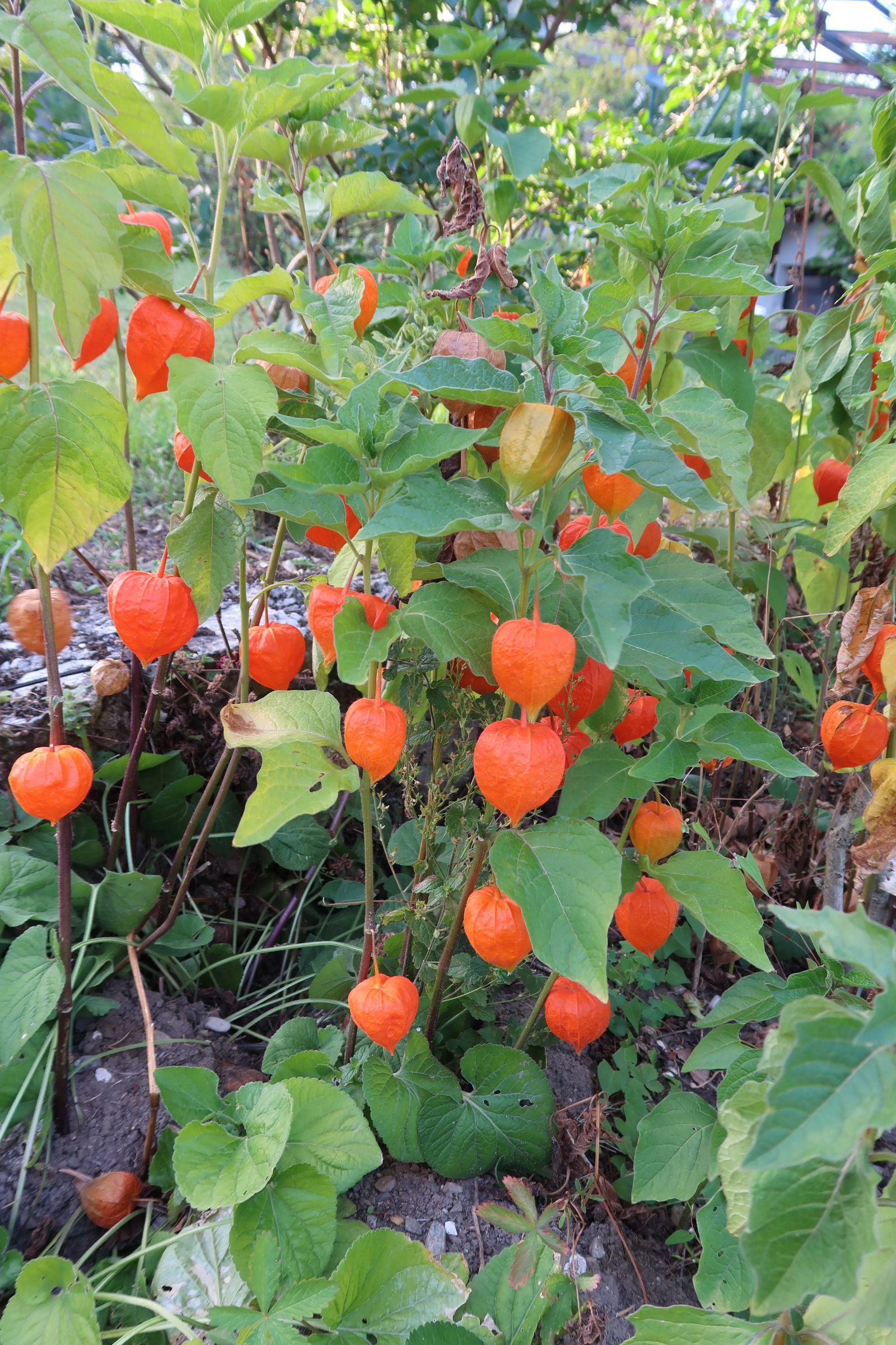 physalis_alkekengi1md