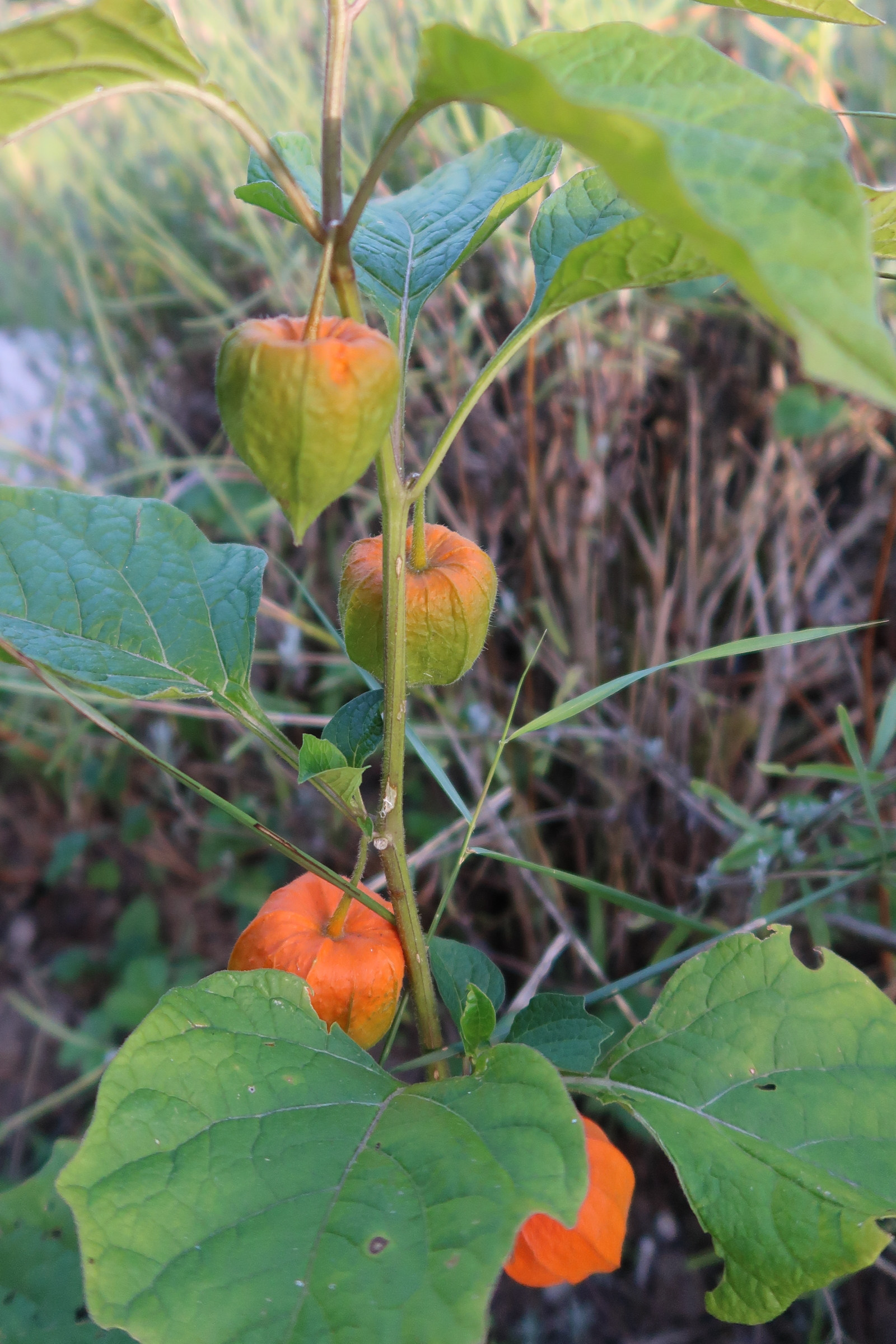 physalis_alkekengi2md