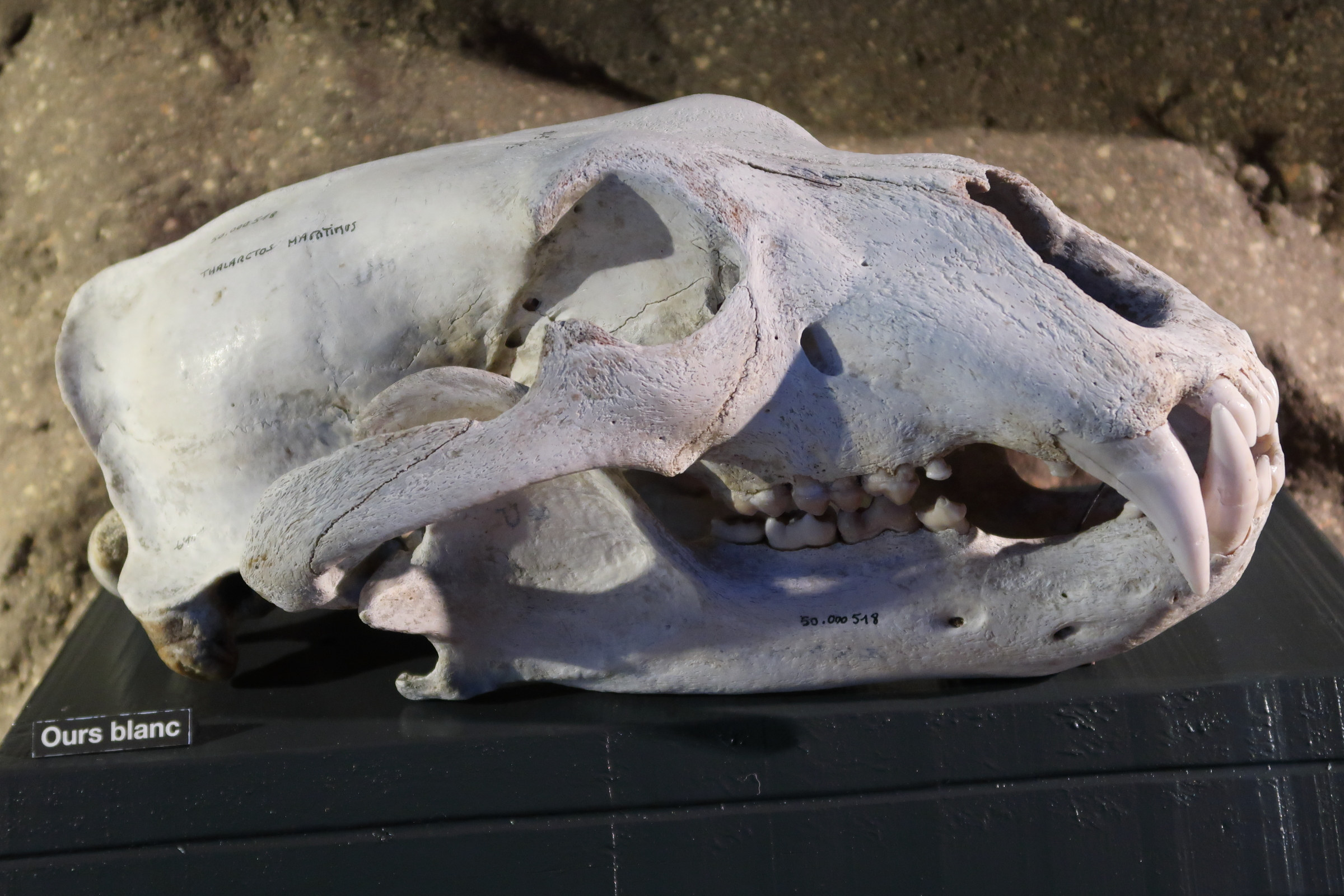 ursus_maritimus_crane1md