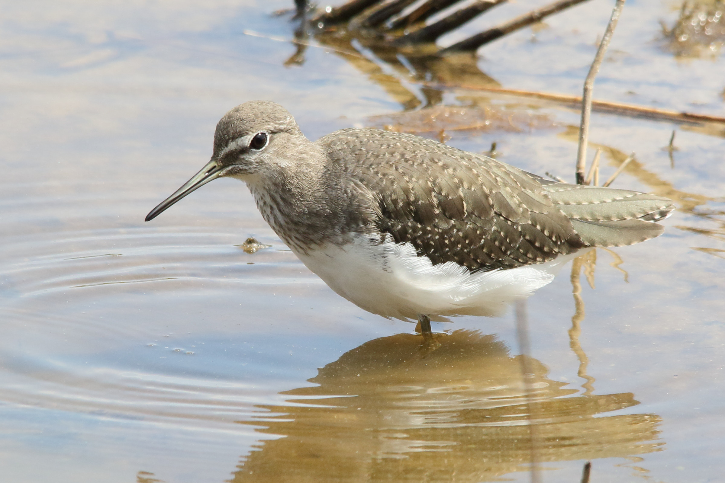 chevalier_culblanc_-_tringa_ochropus2md