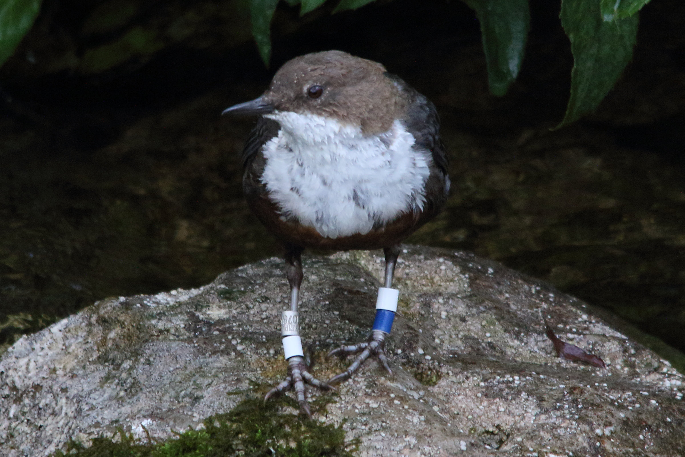 cincle_plongeur_-_cinclus_cinclus5md