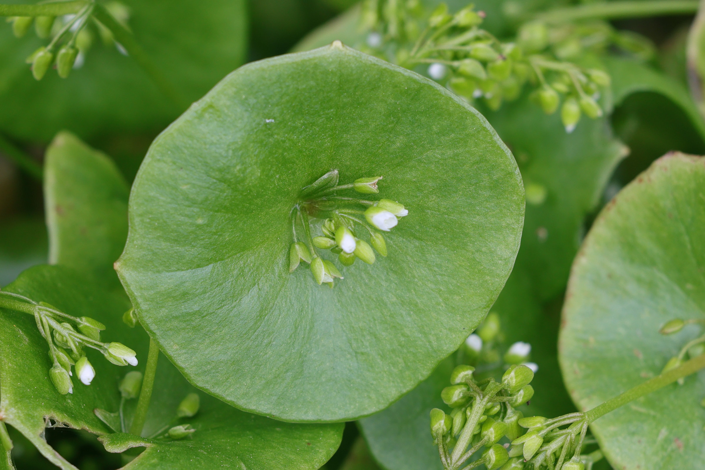 Afficher le média claytonia_perfoliata2md claytonia_perfoliata2md