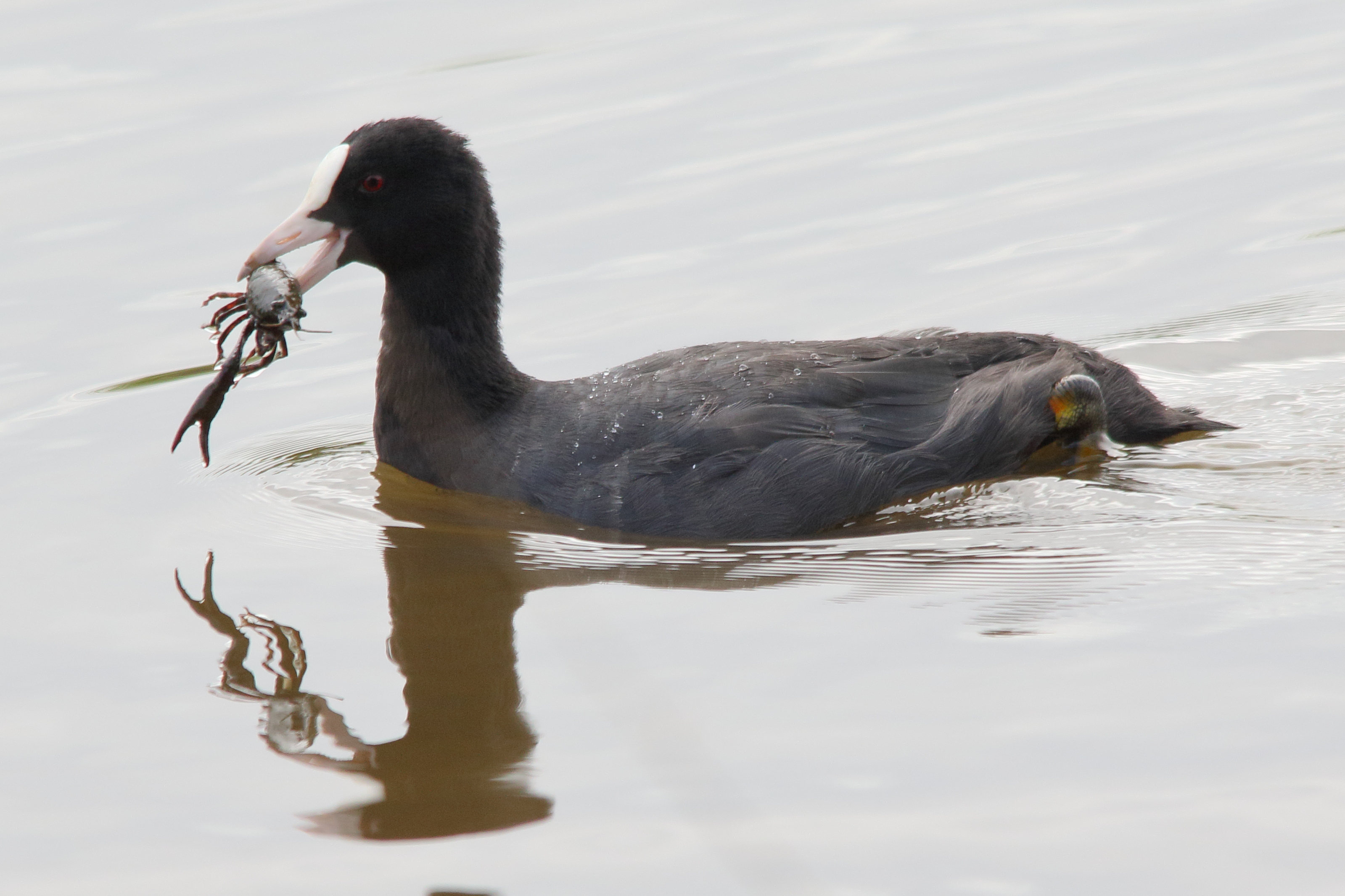 foulque_macroule_-_fulica_atra20md