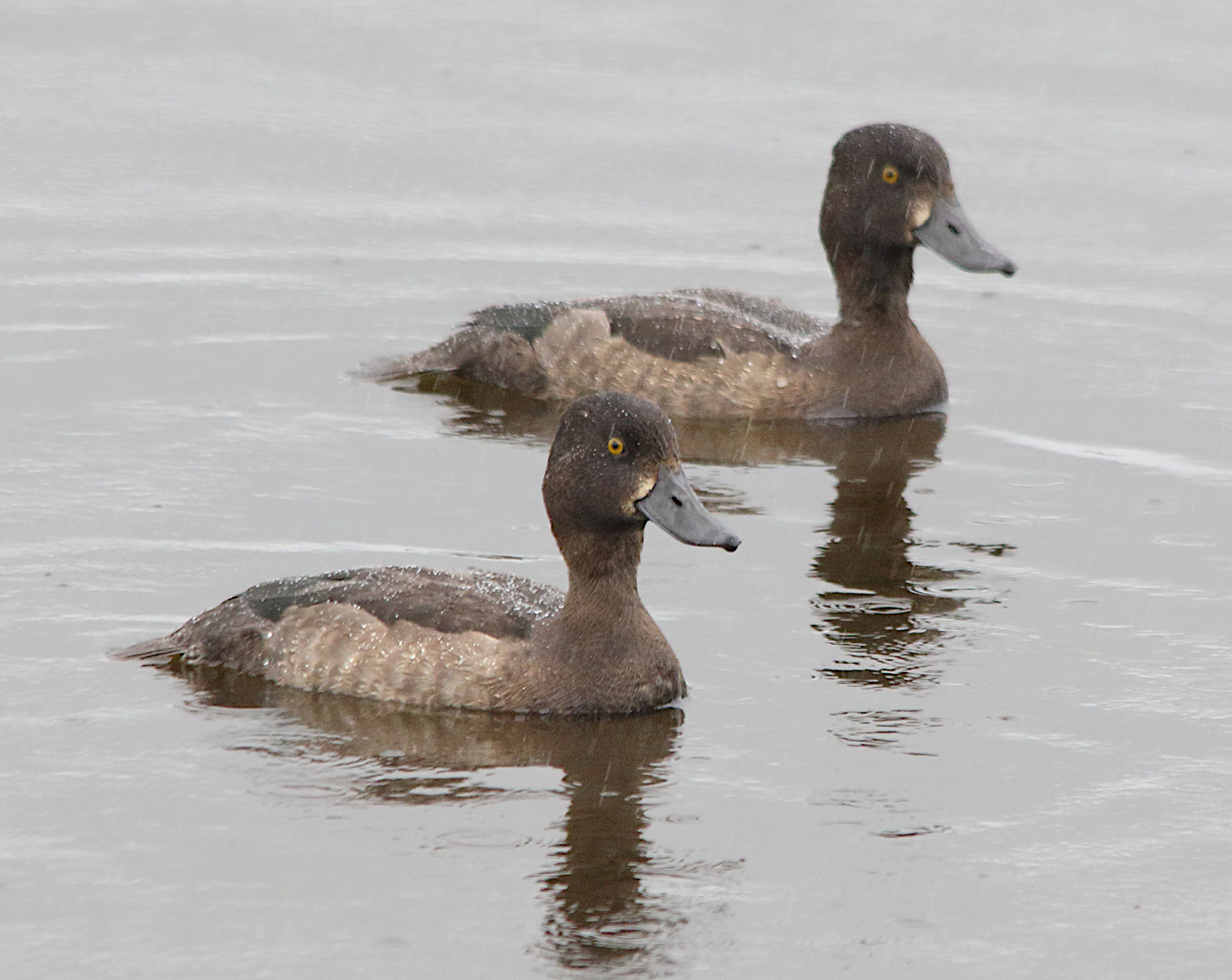 fuligule_morillon_-_aythya_fuligula11md