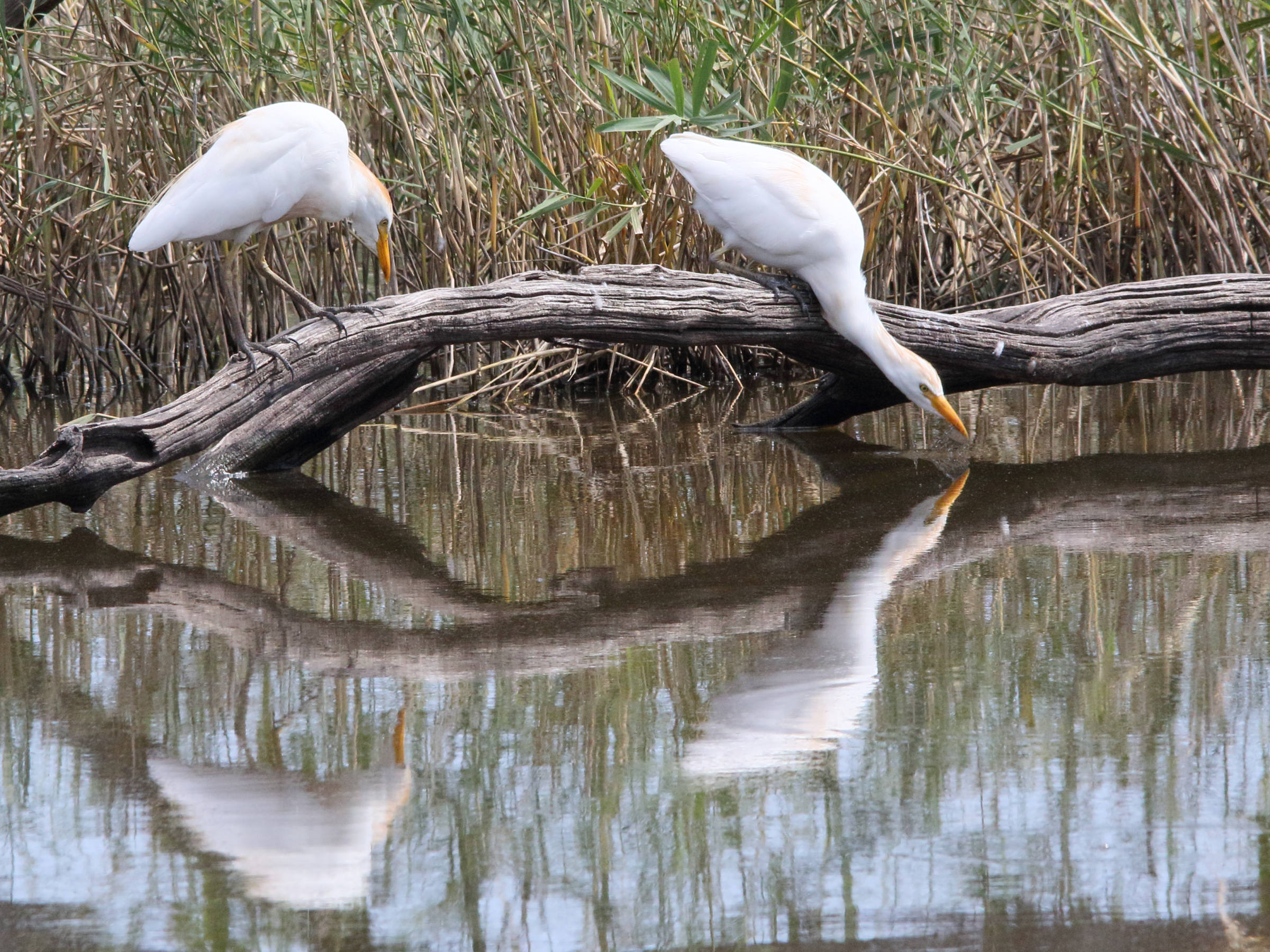 heron_gardeboeufs_-_bubulcus_ibis11md