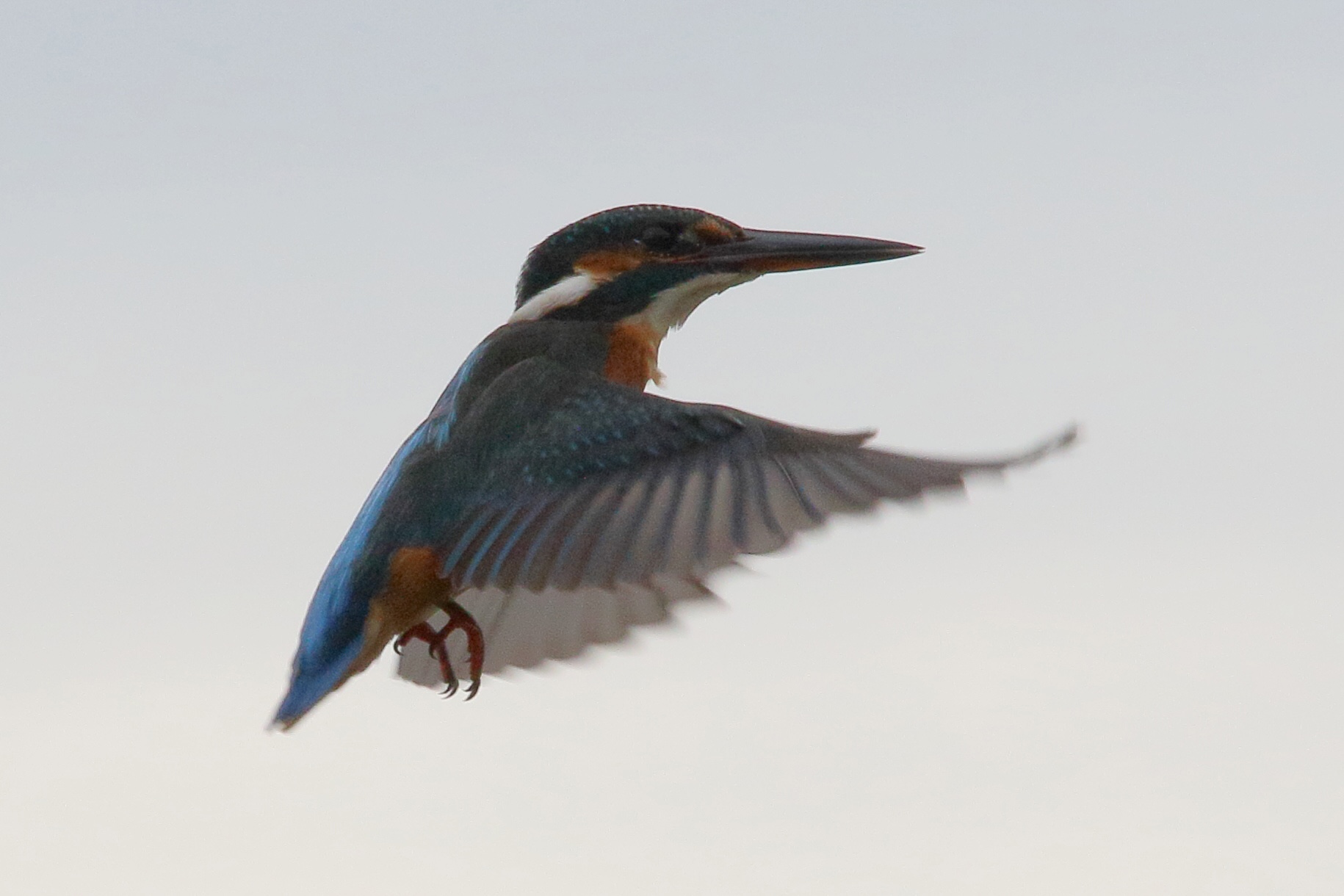 martin-pecheur_d-europe_-_alcedo_atthis6md