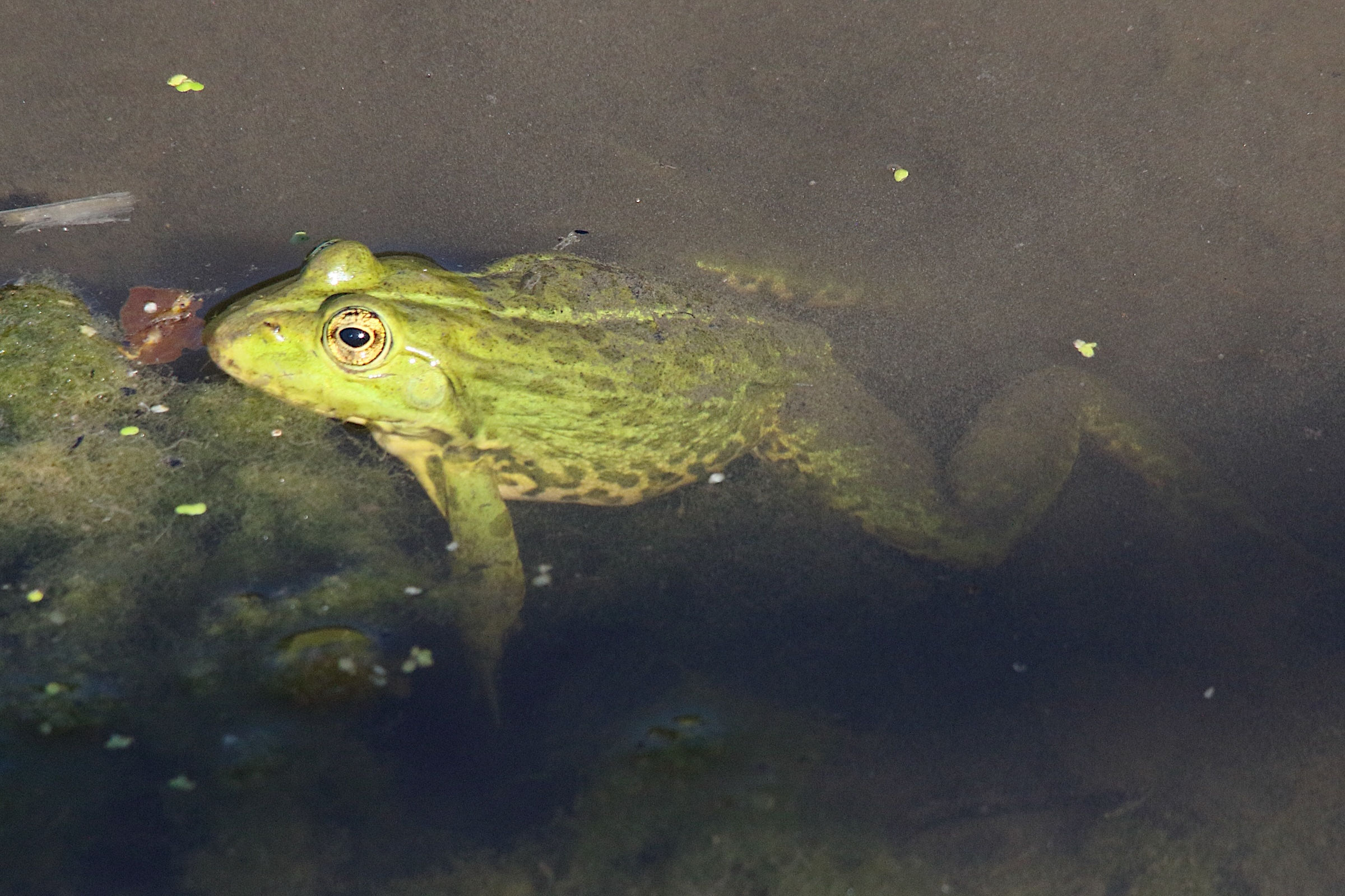 pelophylax_ridibundus11md