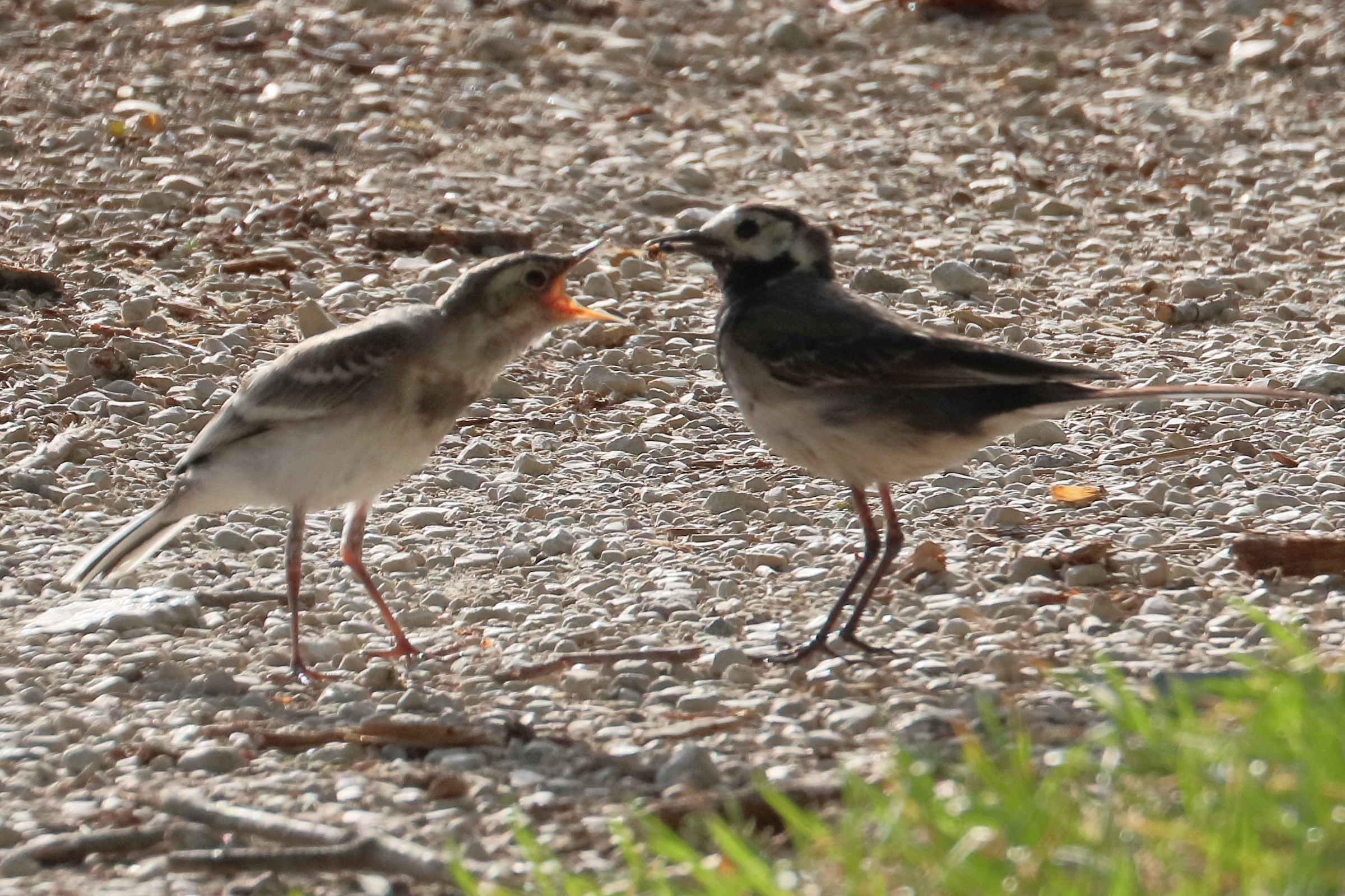 bergeronnette_grise_-_motacilla_alba10bd