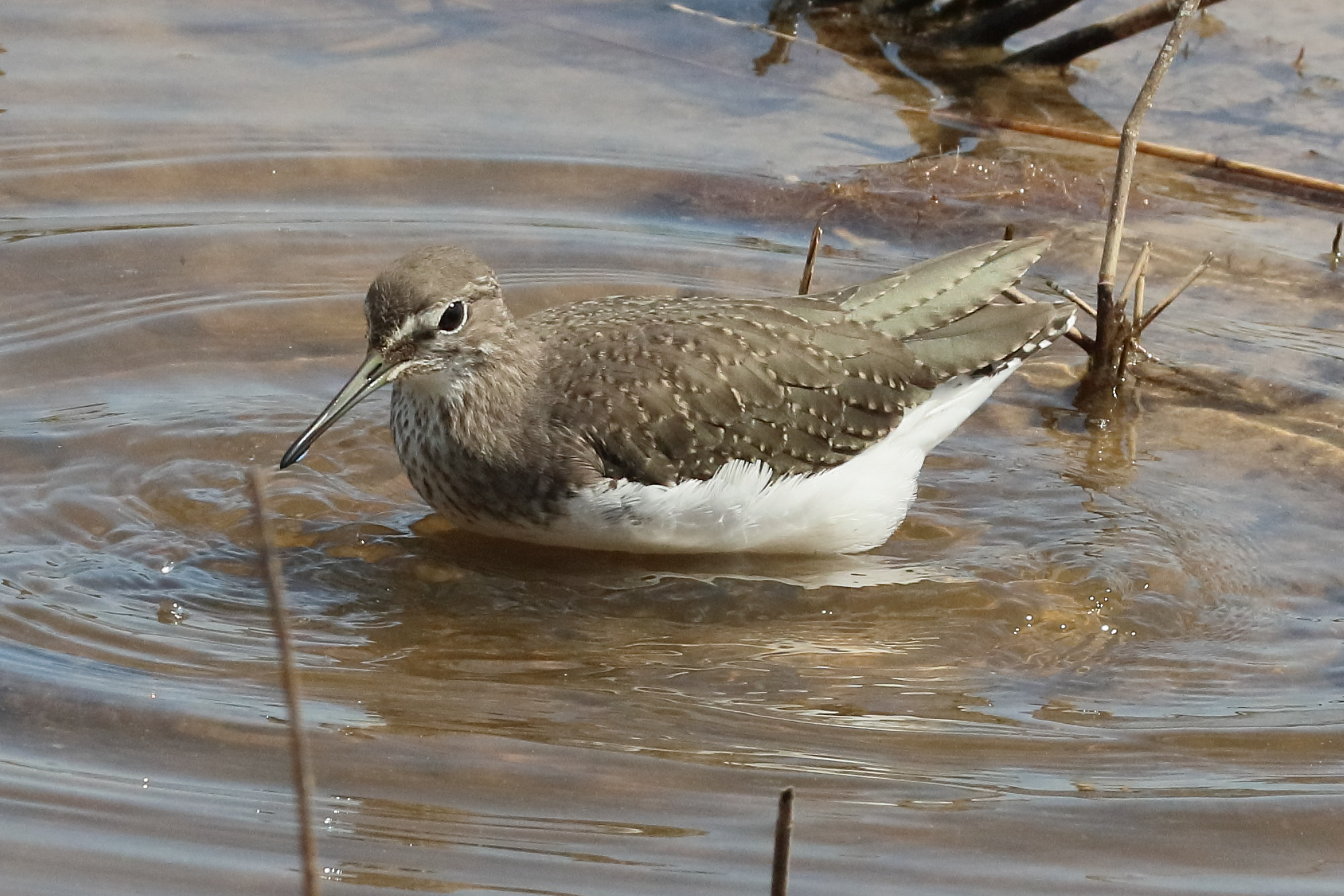 chevalier_culblanc_-_tringa_ochropus6bd