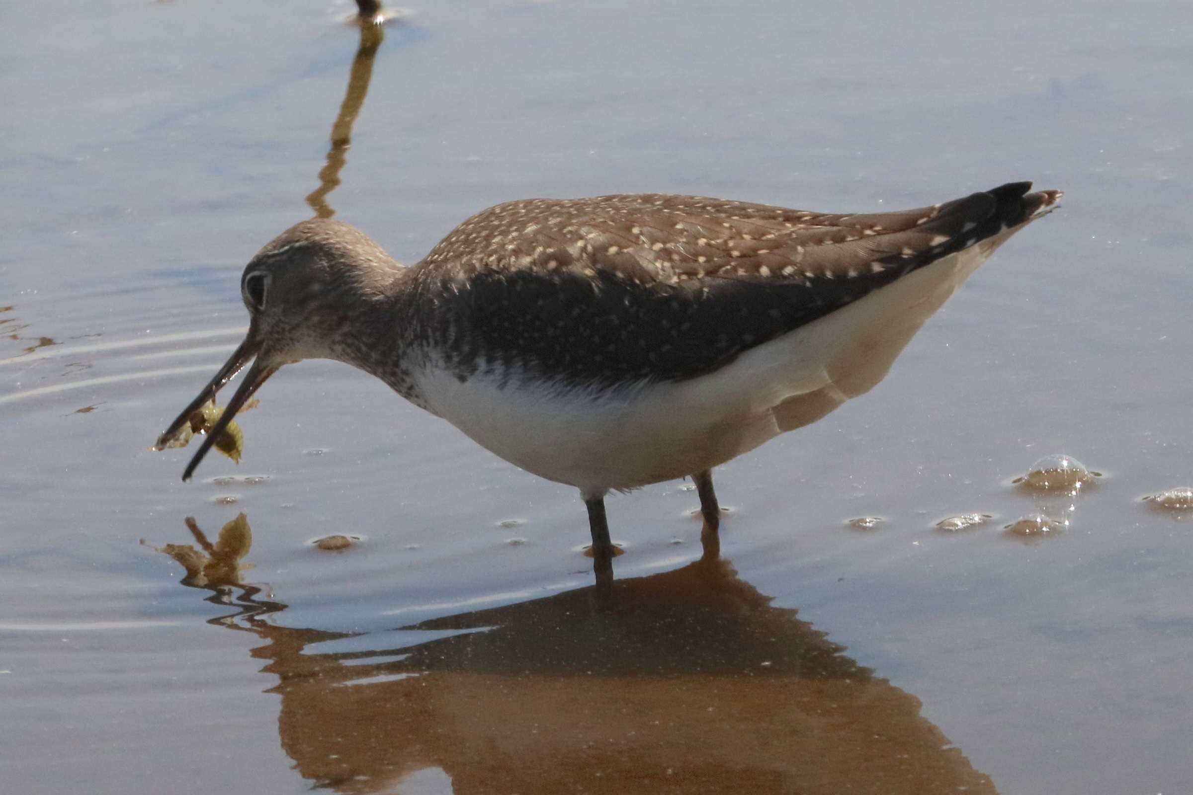 chevalier_culblanc_-_tringa_ochropus7bd