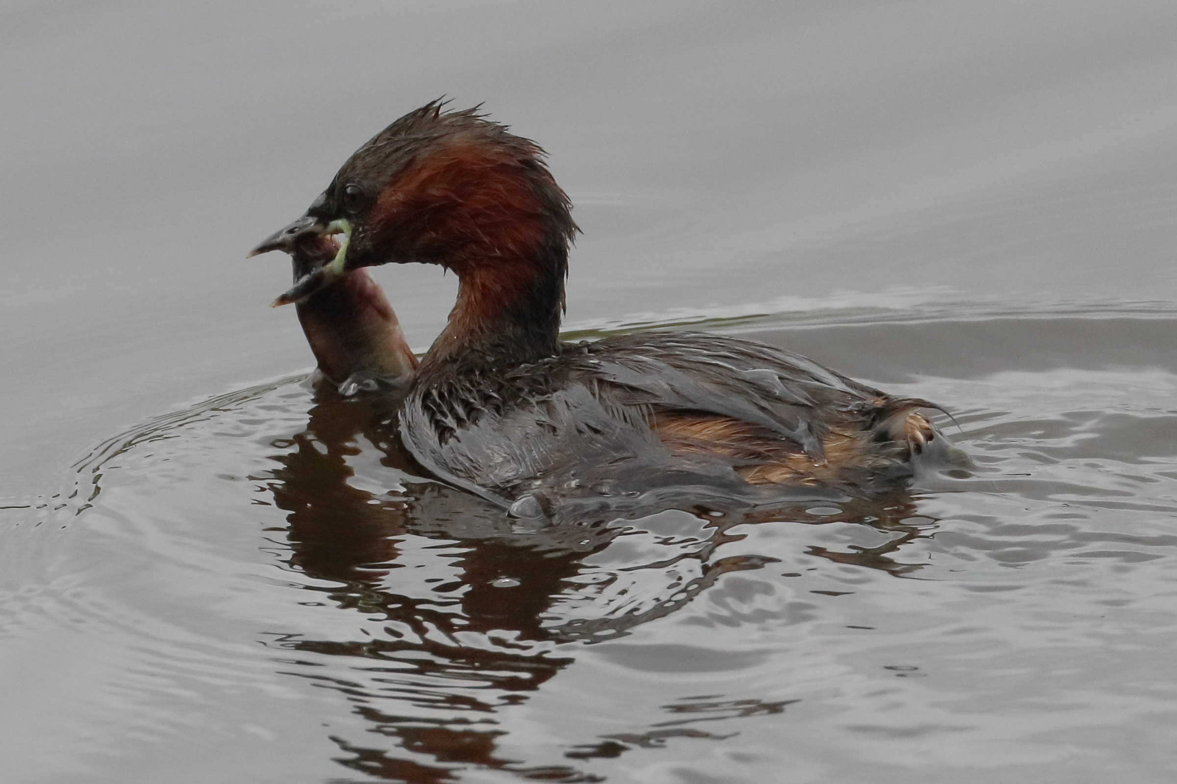 grebe_castagneux_-_tachybaptus_ruficollis9bd