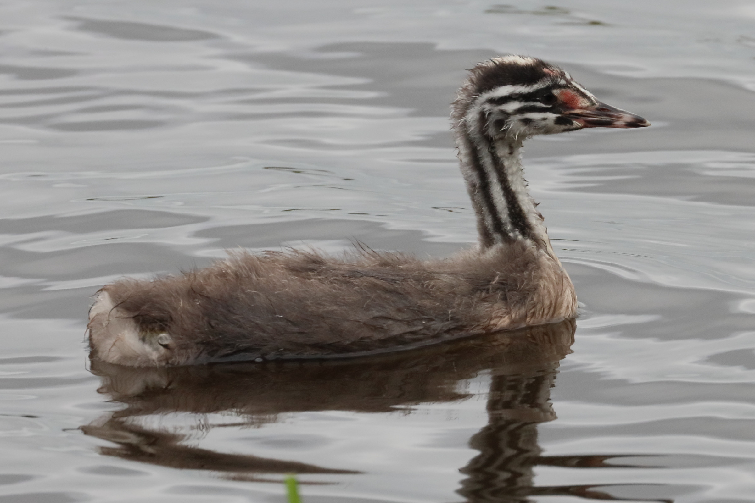 grebe_huppe_-_podiceps_cristatus18bd
