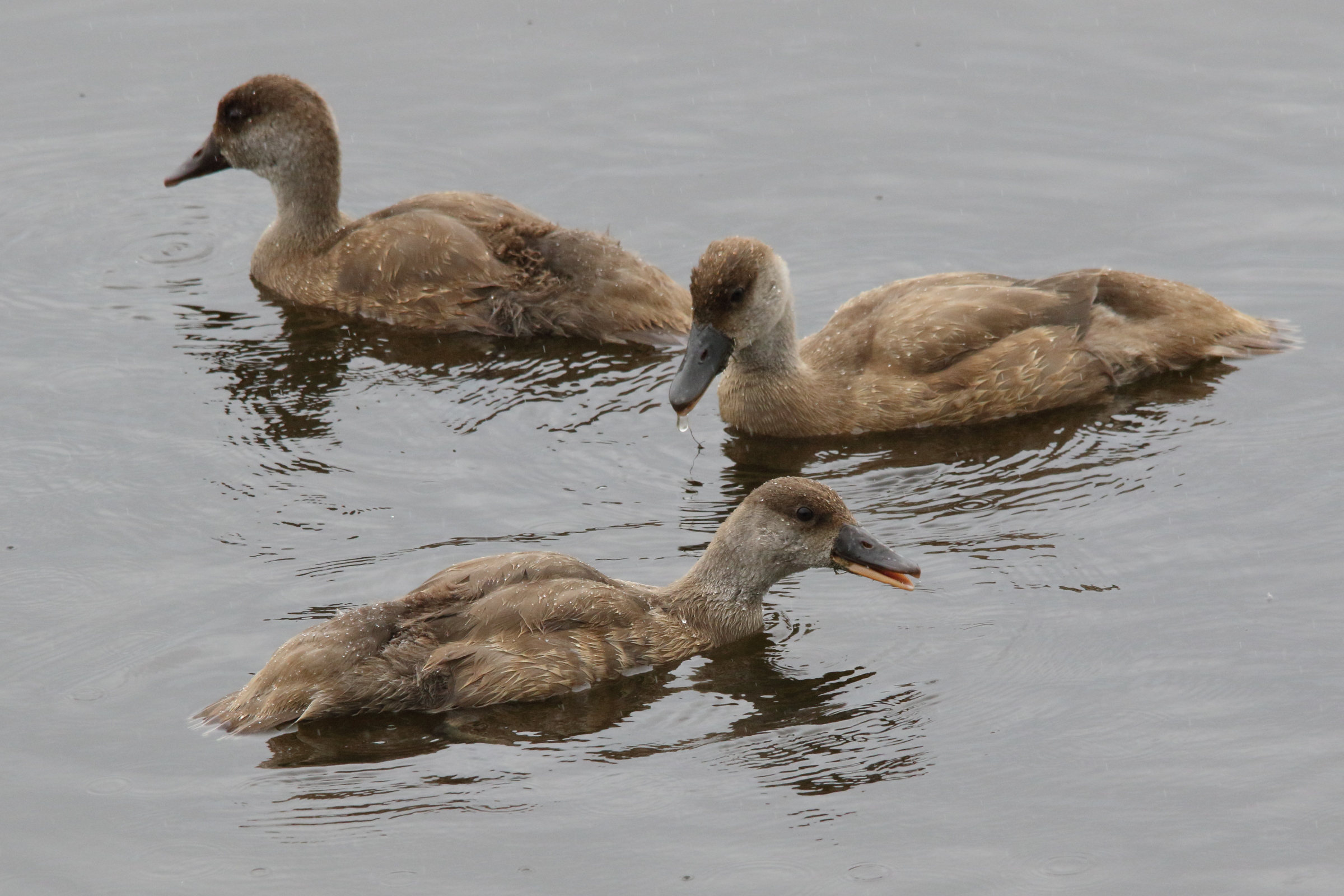 nette_rousse_-_netta_rufina9md