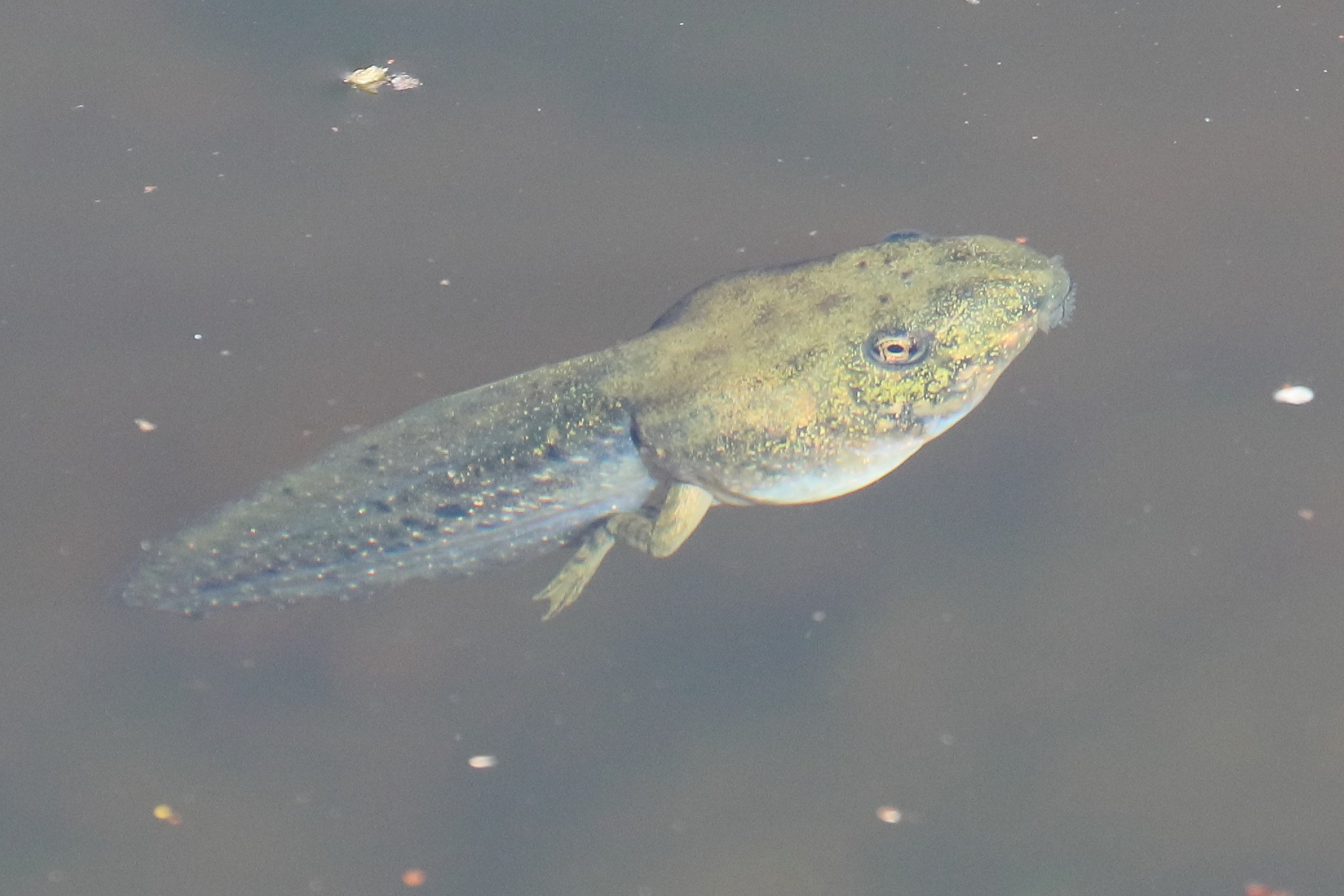 pelophylax_ridibundus_tetard3bdjpg