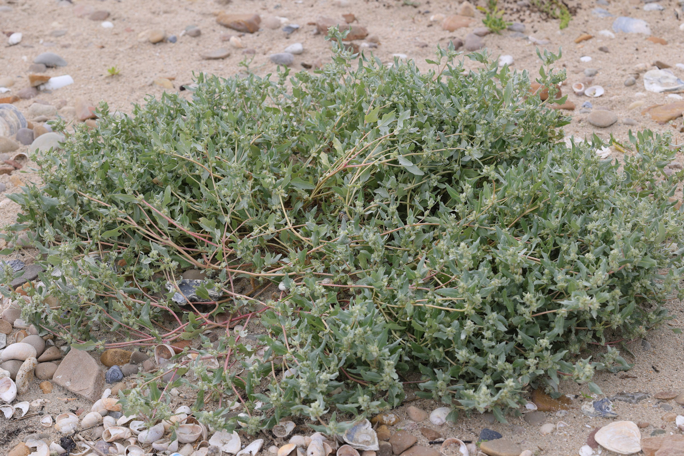 atriplex_laciniata1md