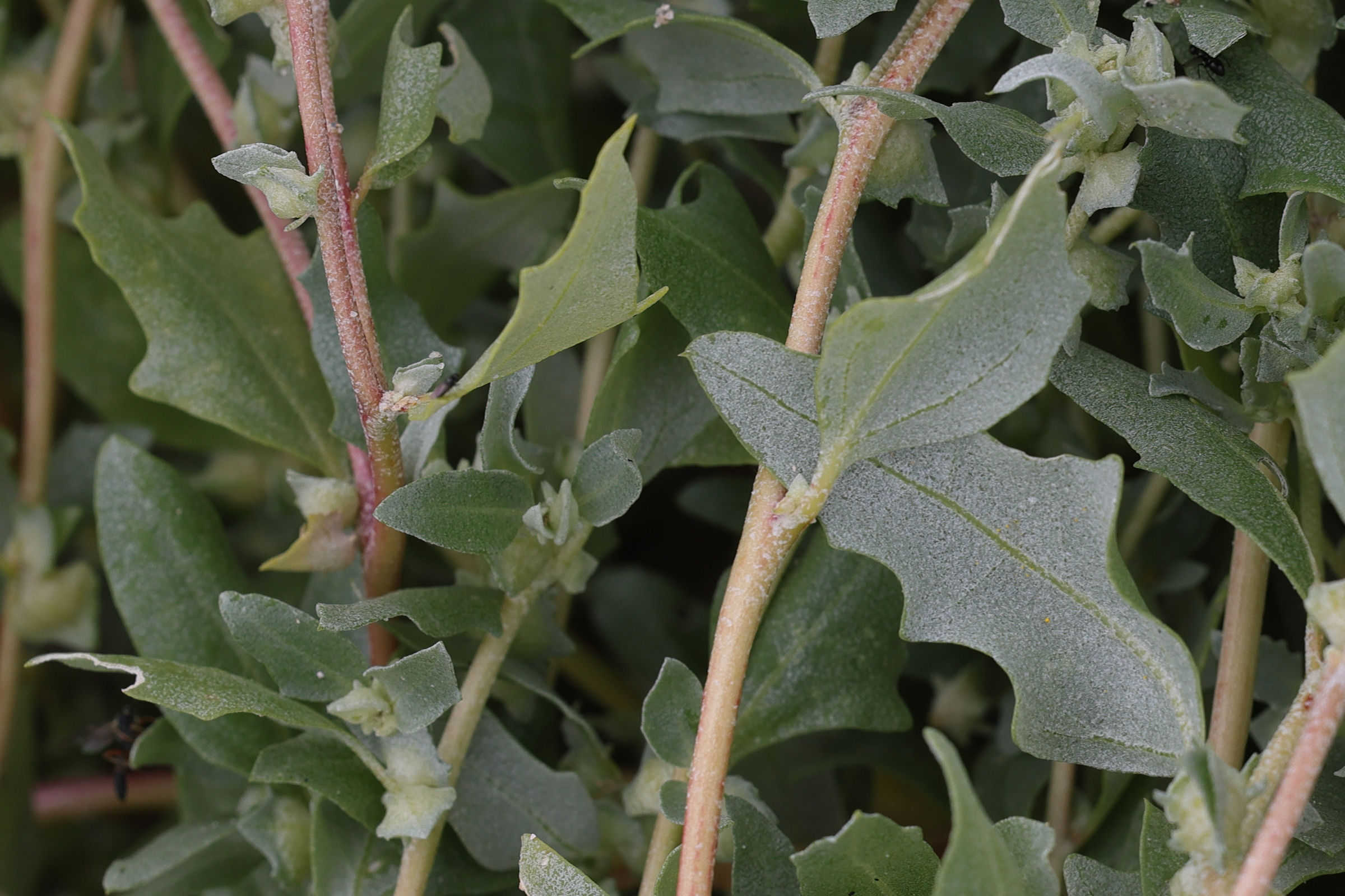 atriplex_laciniata2md