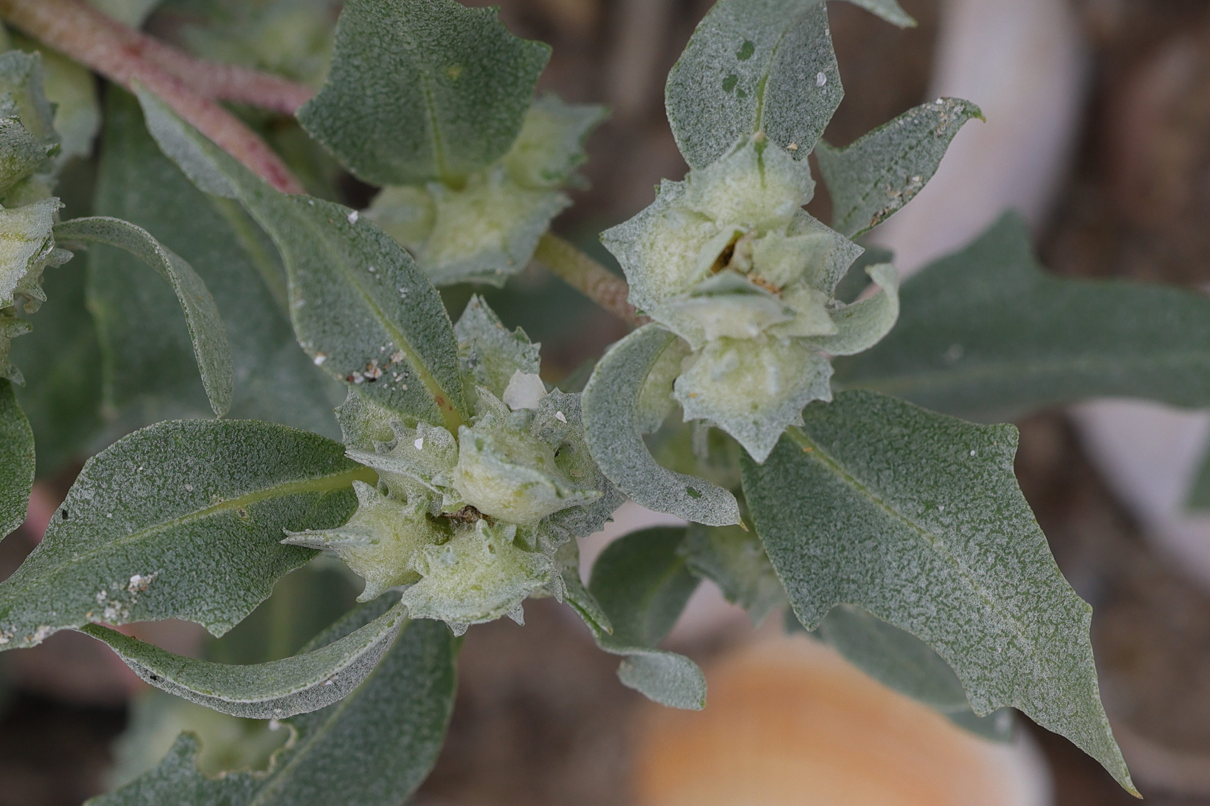 atriplex_laciniata7md