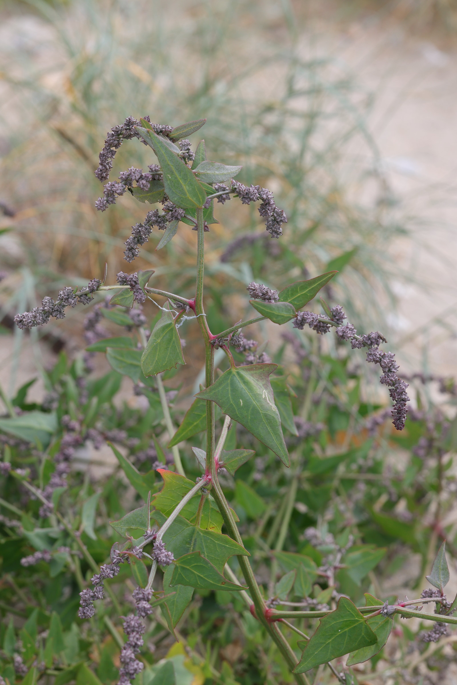 Afficher le média atriplex_prostrata7md atriplex_prostrata7md