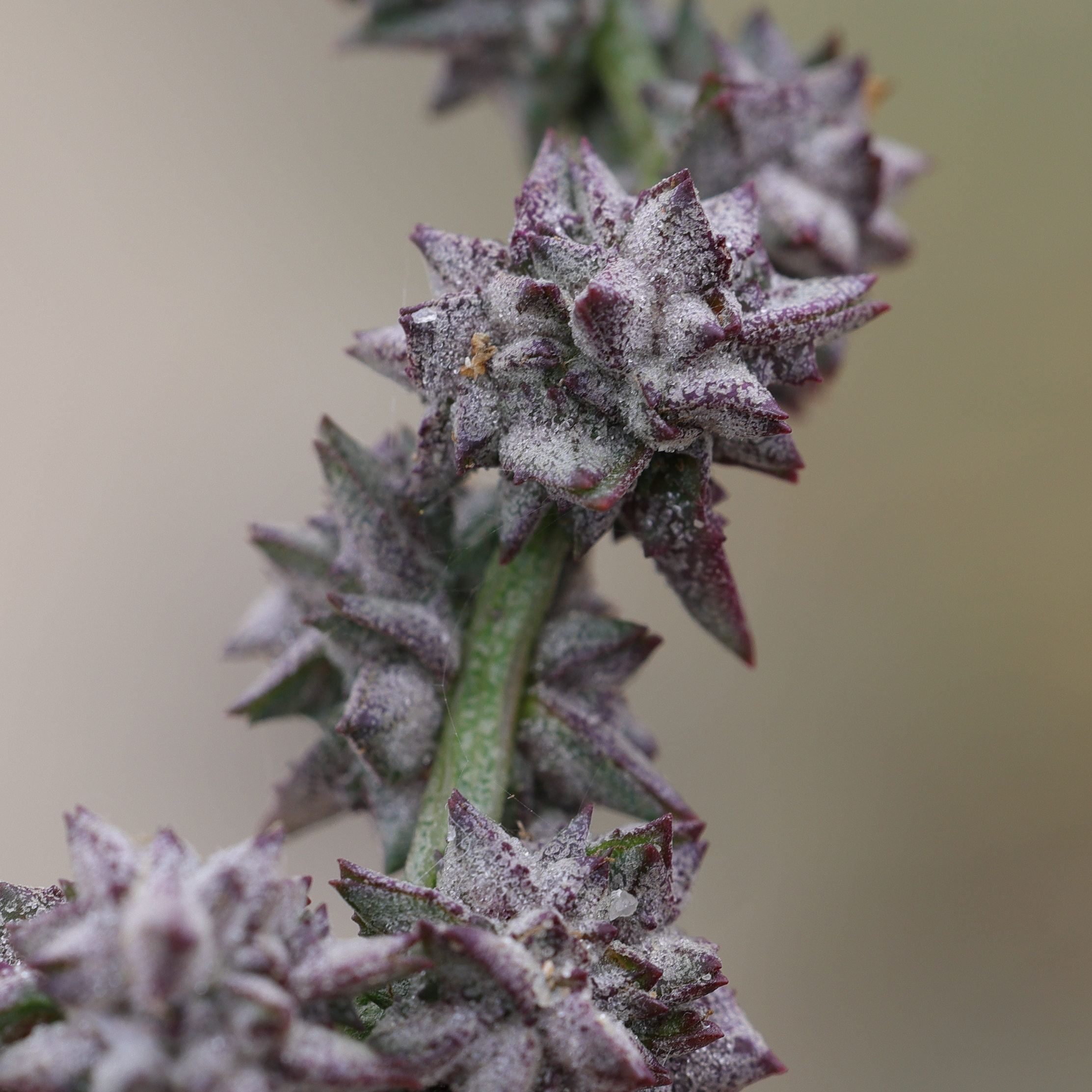 Afficher le média atriplex_prostrata8md atriplex_prostrata8md