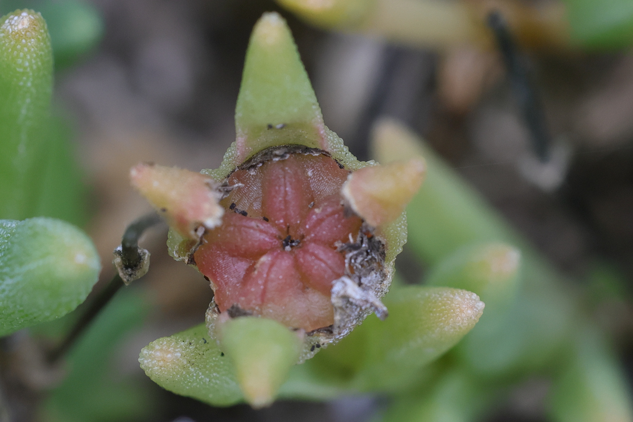 delosperma_cooperi4md