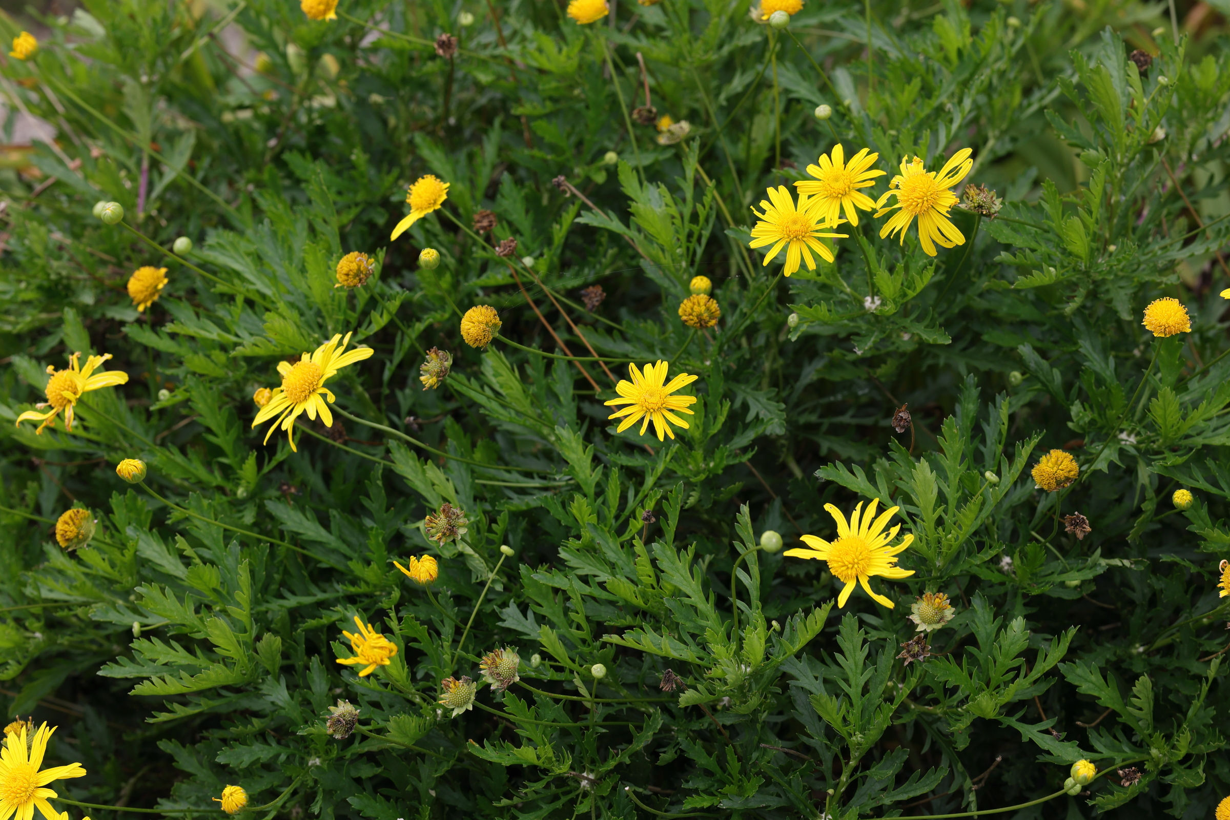 Afficher le média euryops_chrysanthemoides1md euryops_chrysanthemoides1md